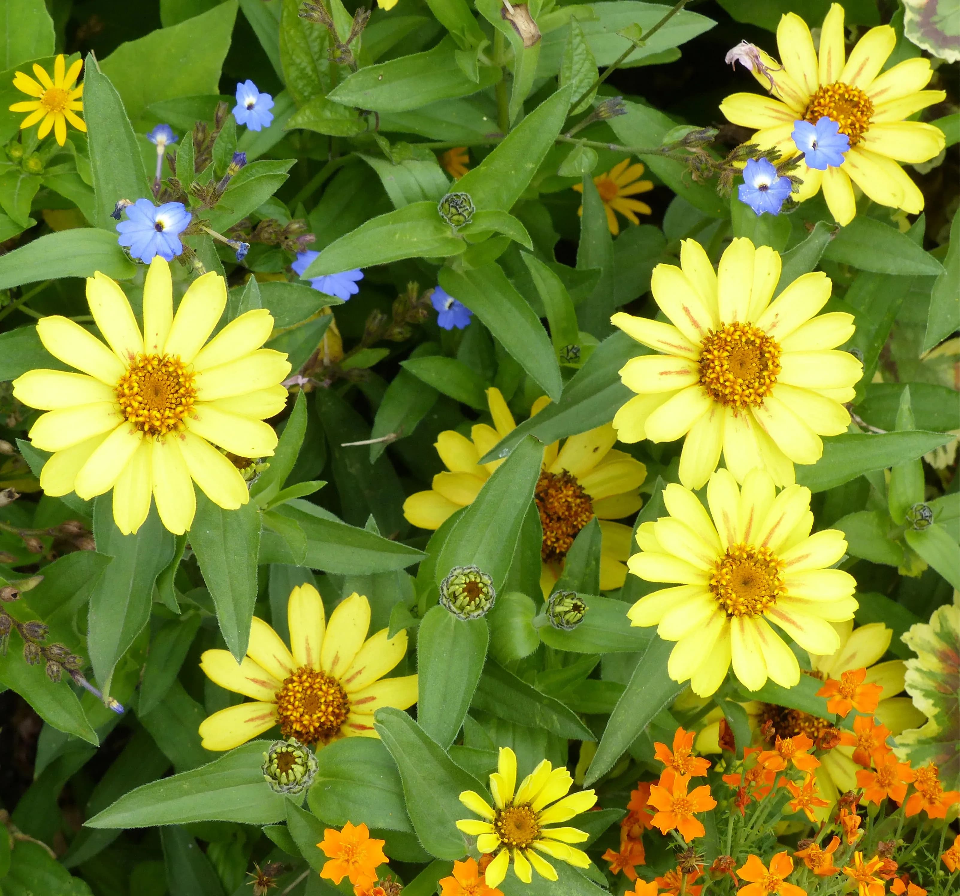Zinnia di Haage cultivar 'Profusion Yellow'