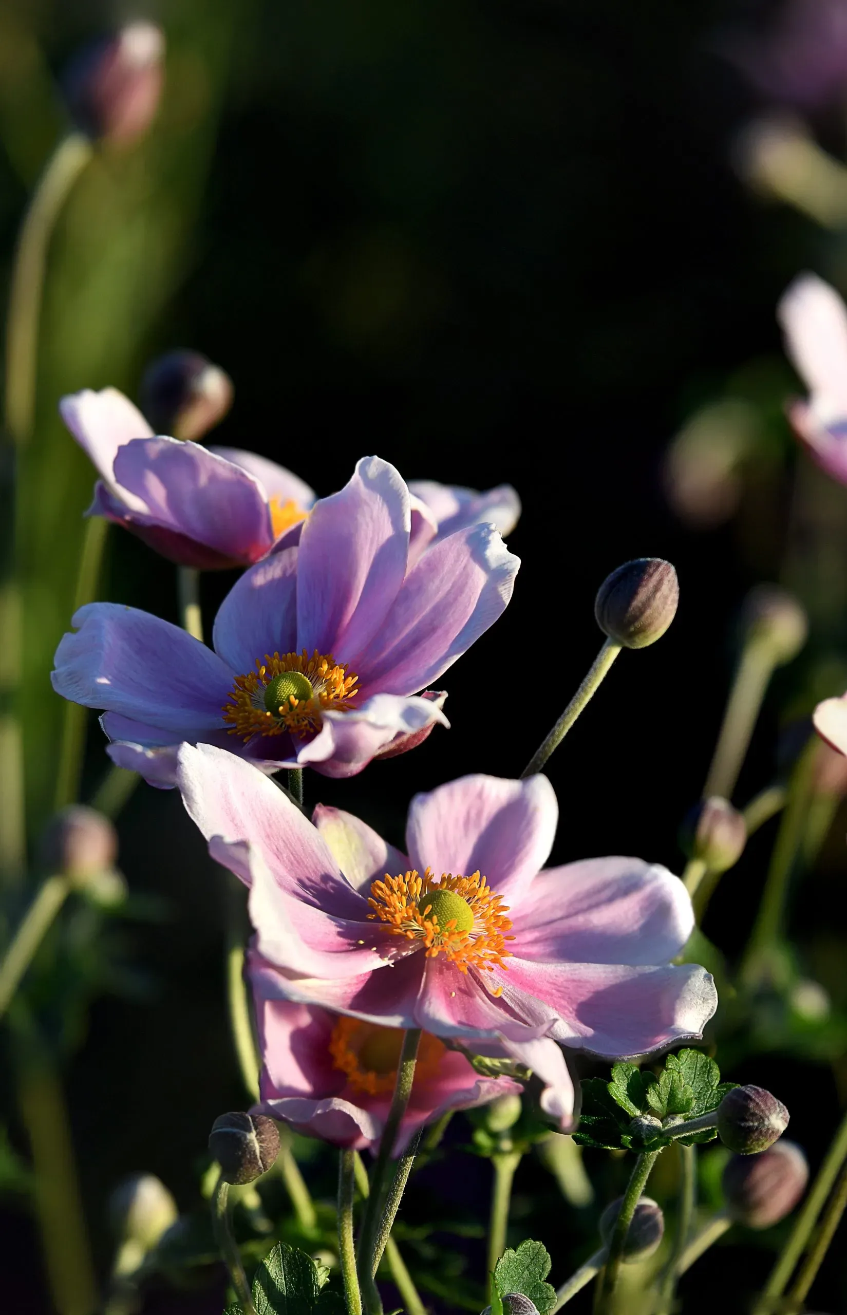 Anemone x hybrida ‘Loreley’