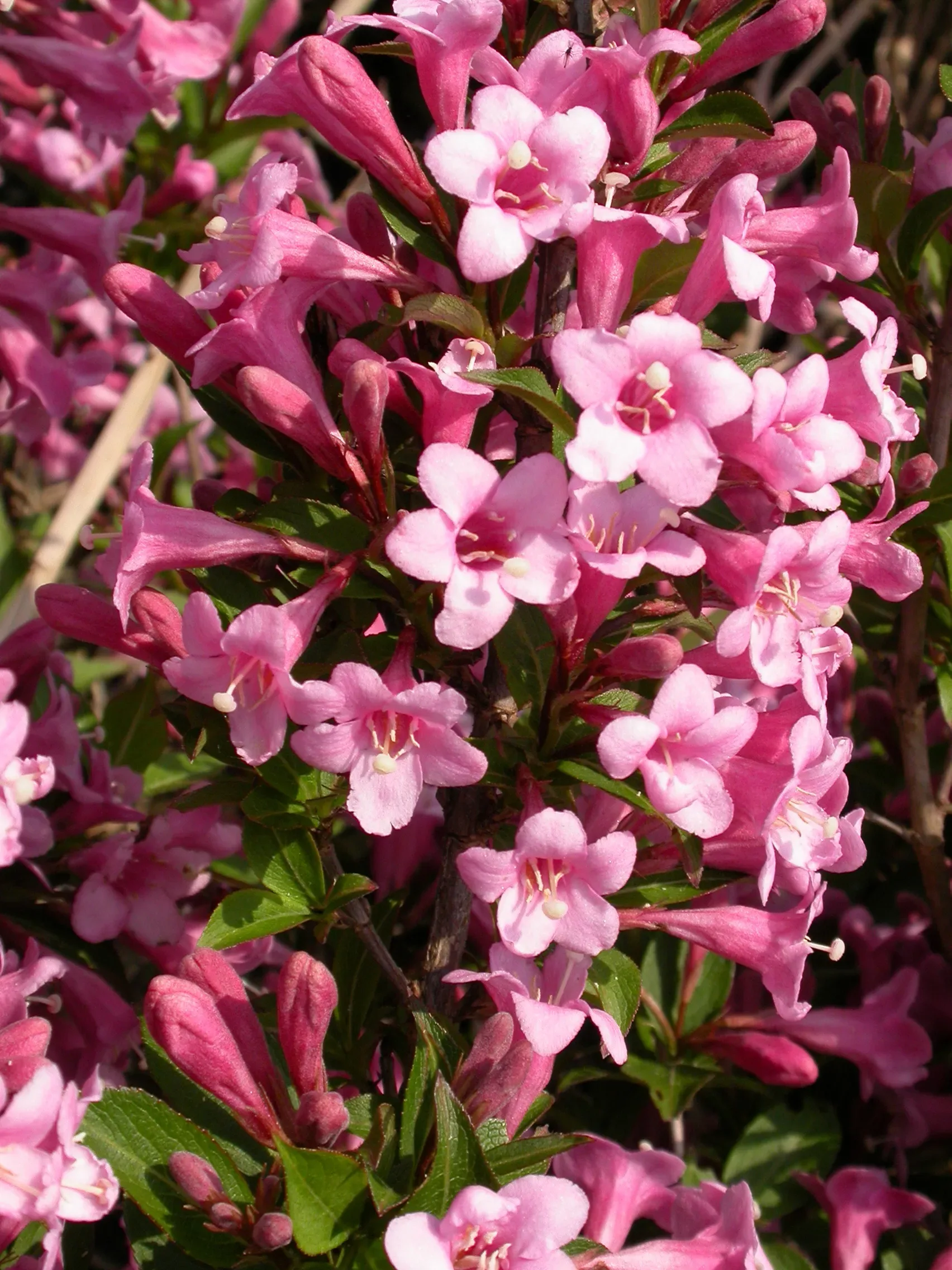 Weigela florida ‘Pink Poppet’