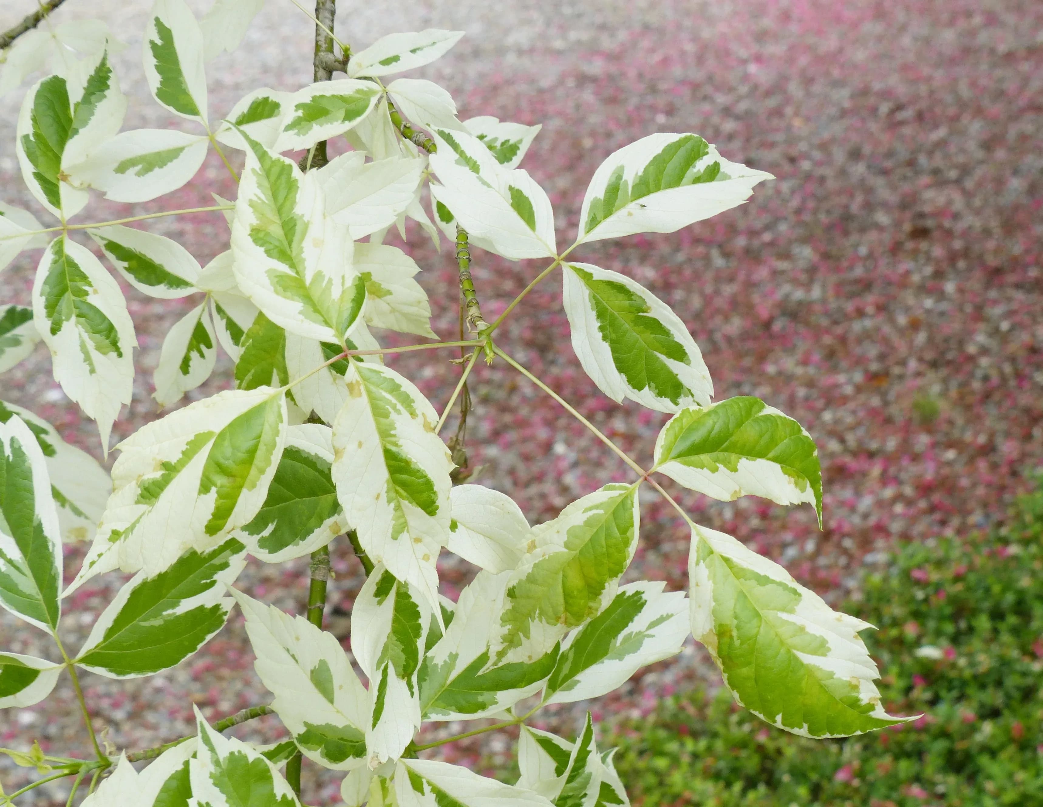 Acero americano variegato