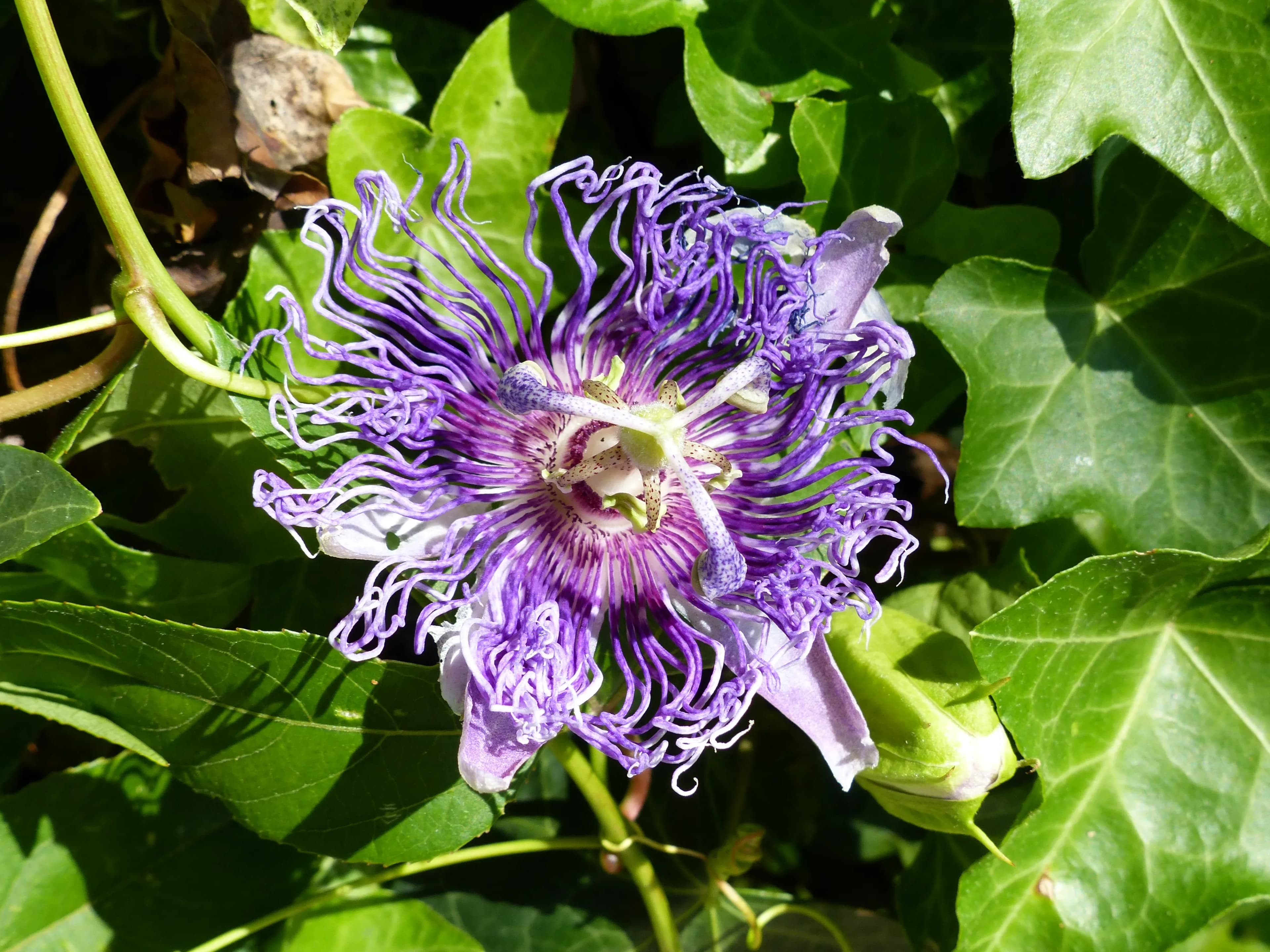 Passiflora