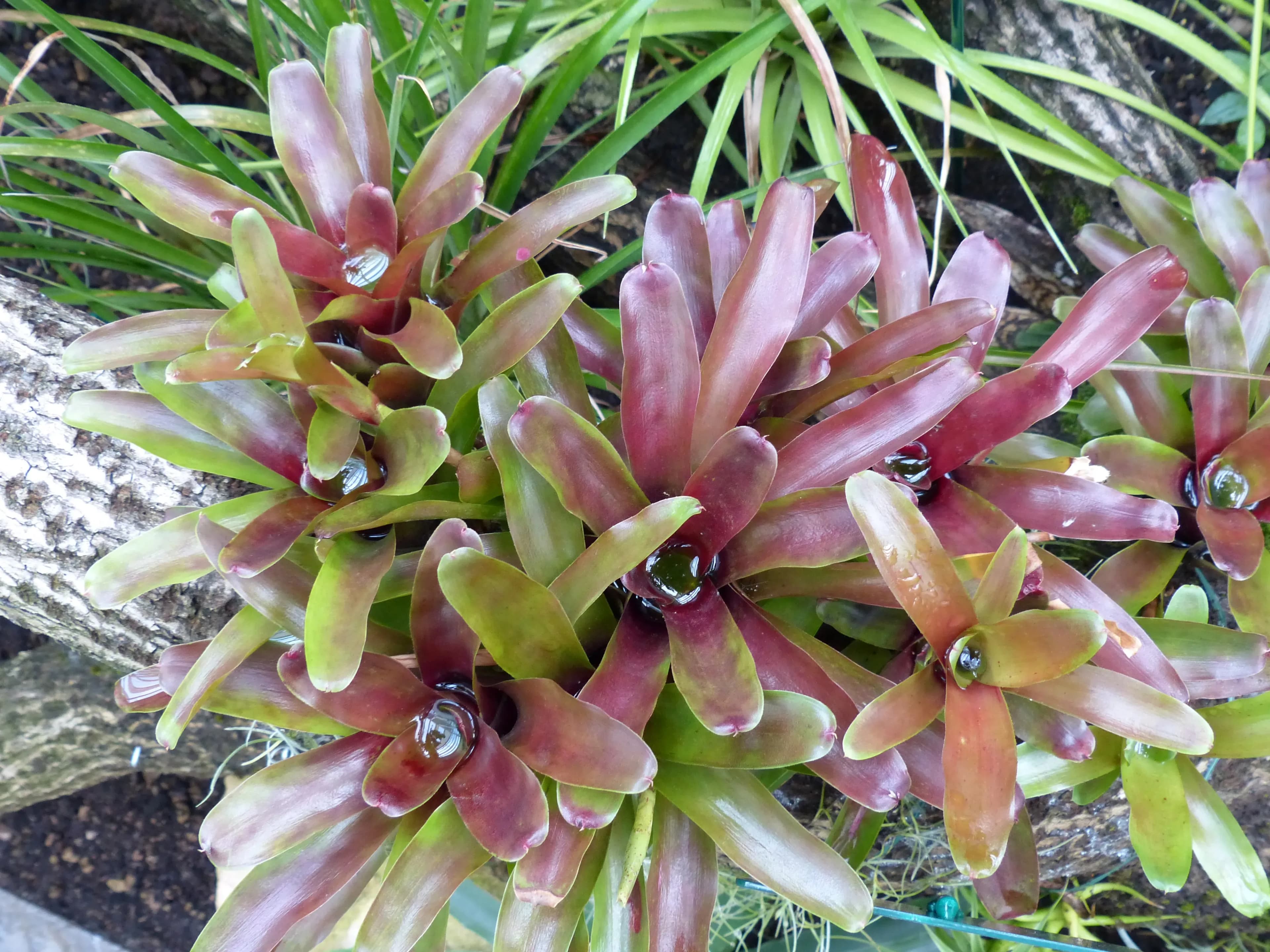 Neoregelia