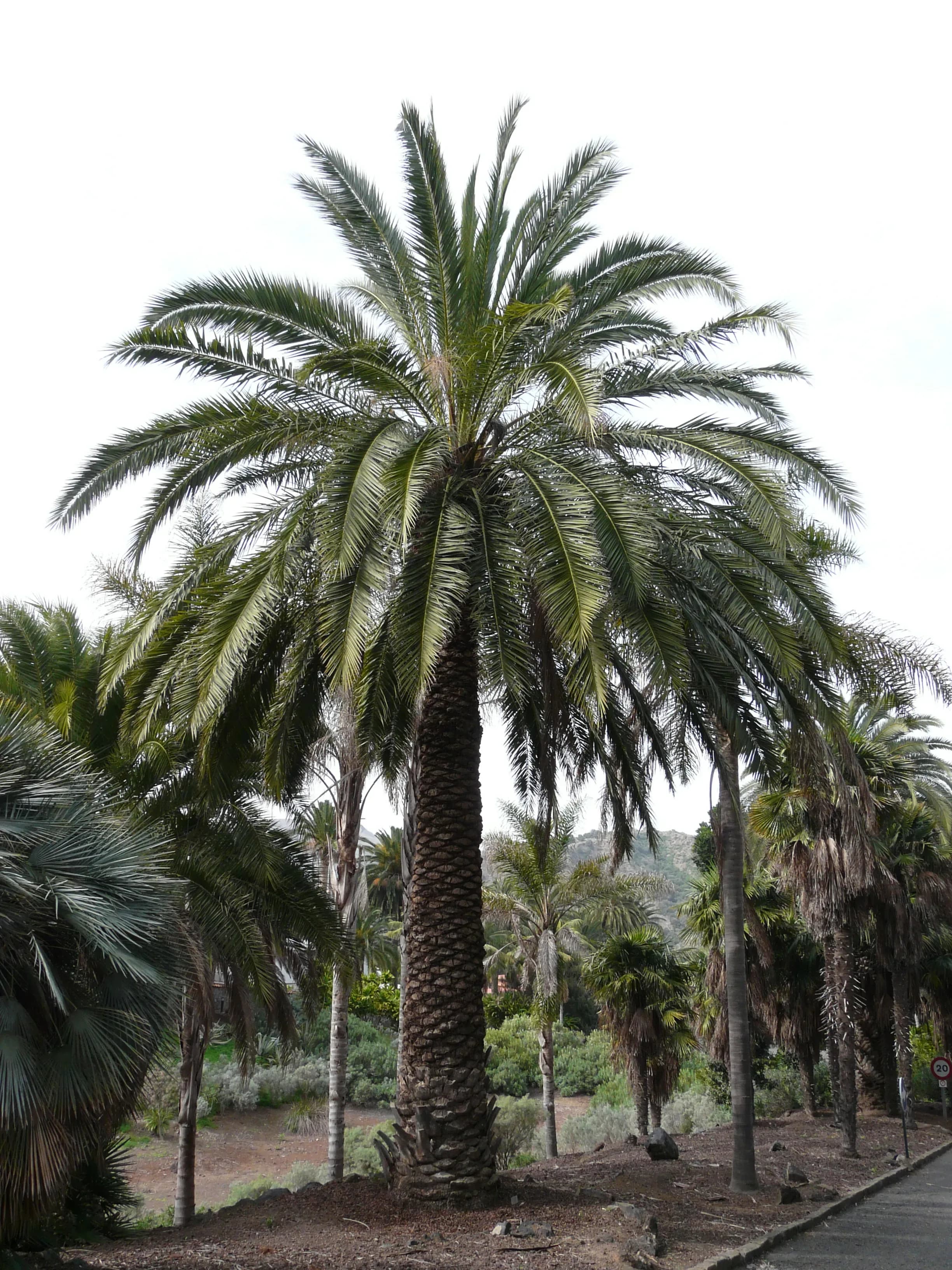 Palma delle Canarie