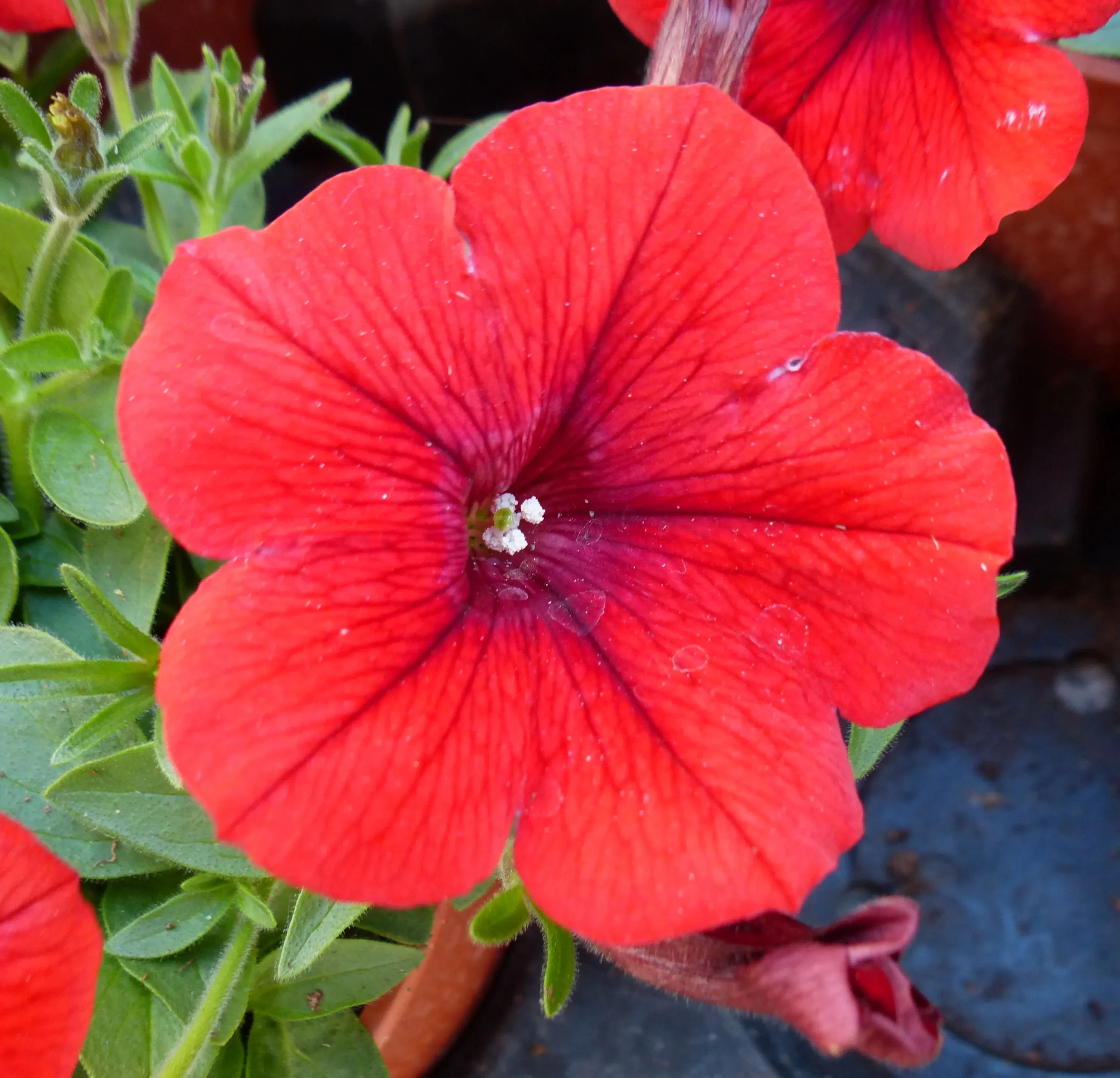 Petunia 'Surfinia® Deep Red'
