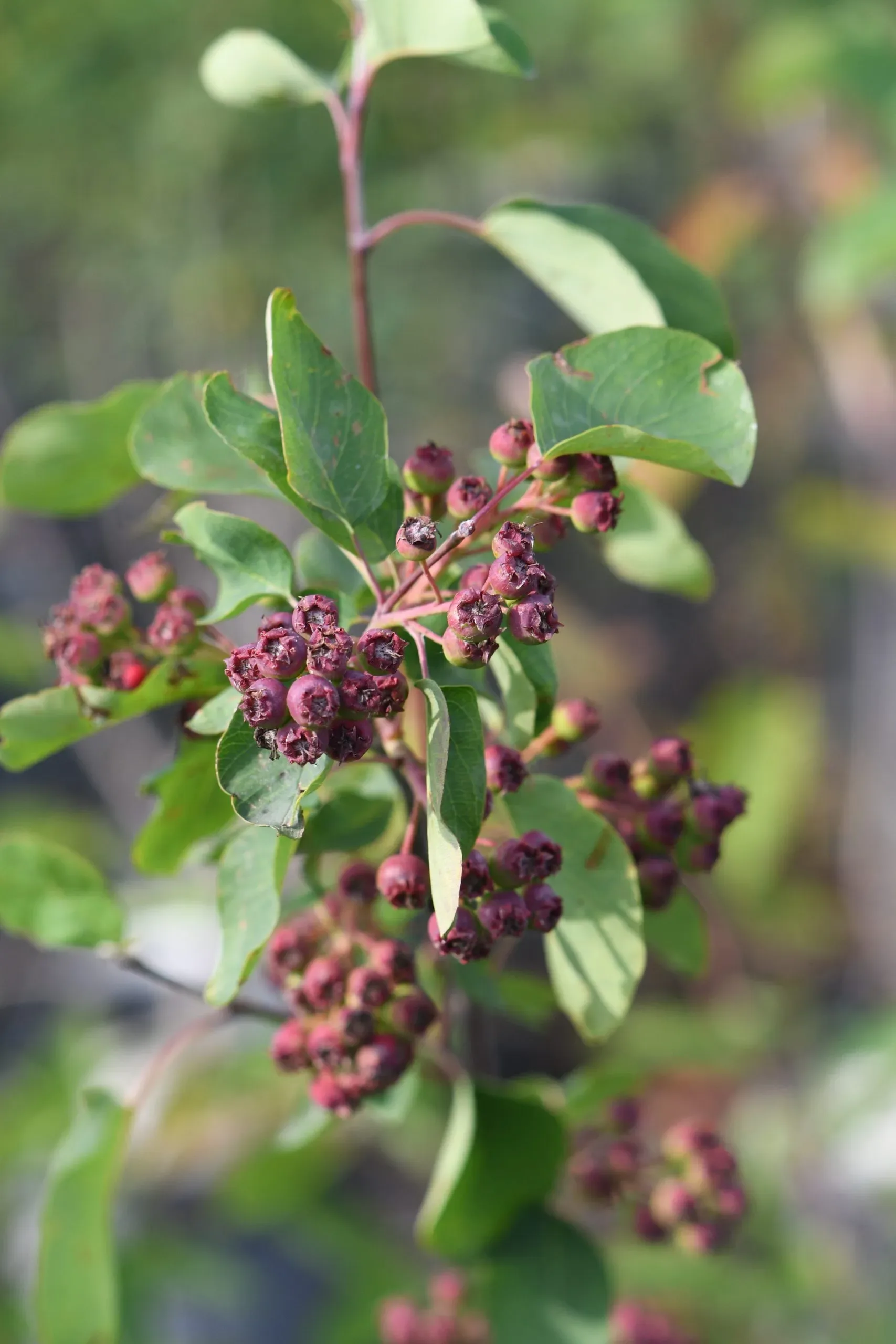 Bacca dei piccioni var. 'Honeywood'