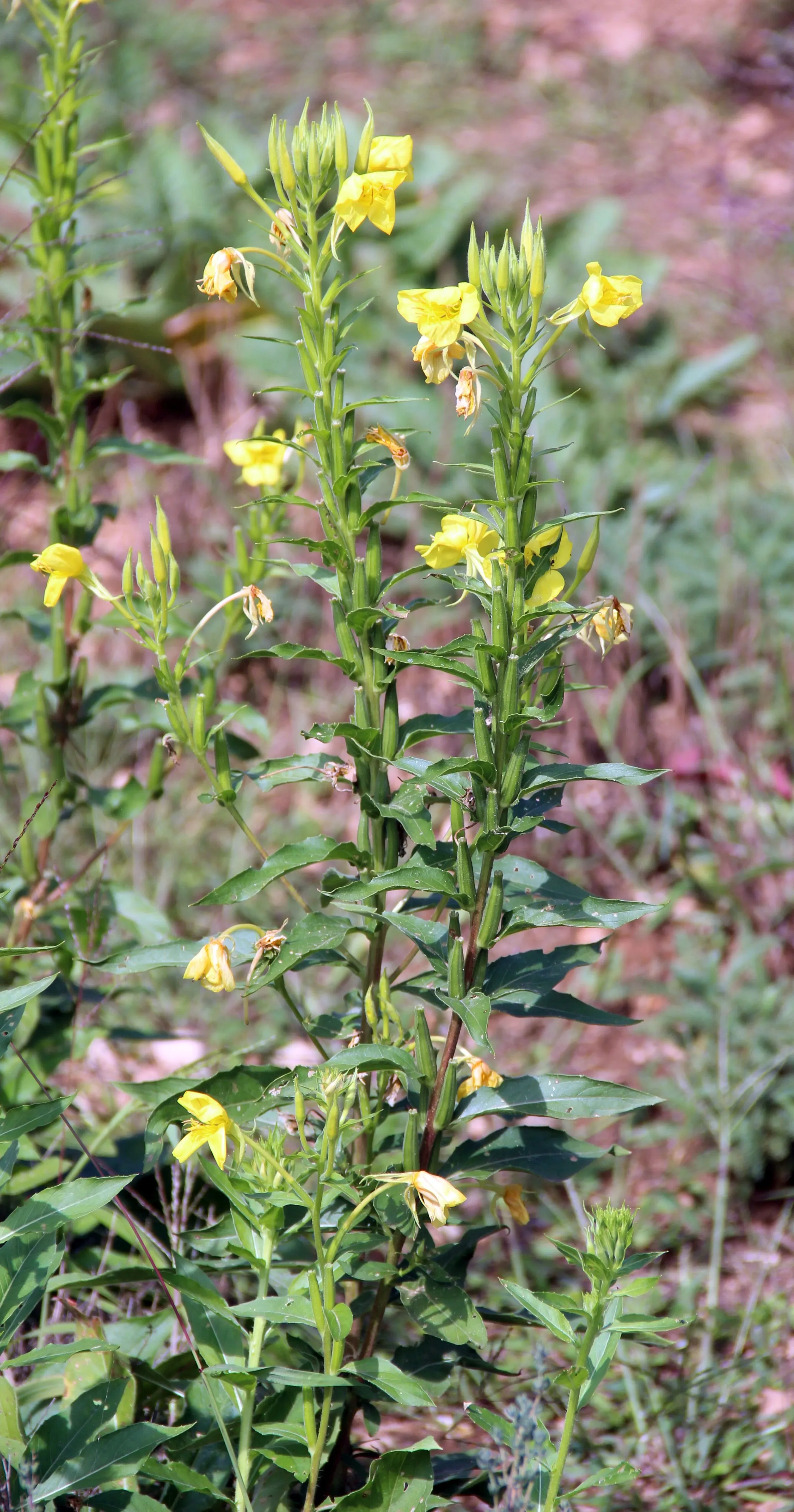 Enotera
