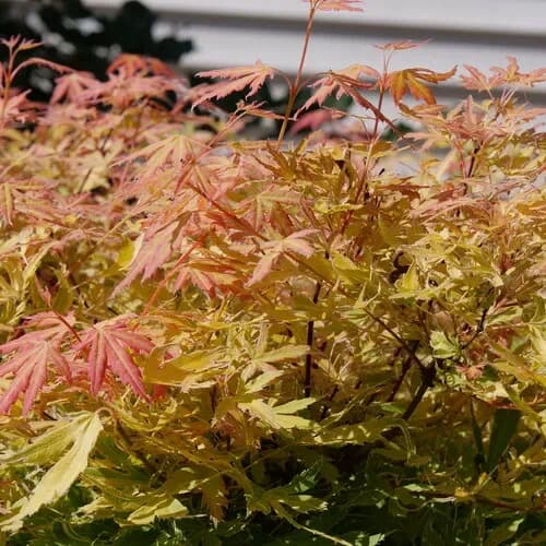 Acero Palmato 'Metamorphosa ARJOS1'