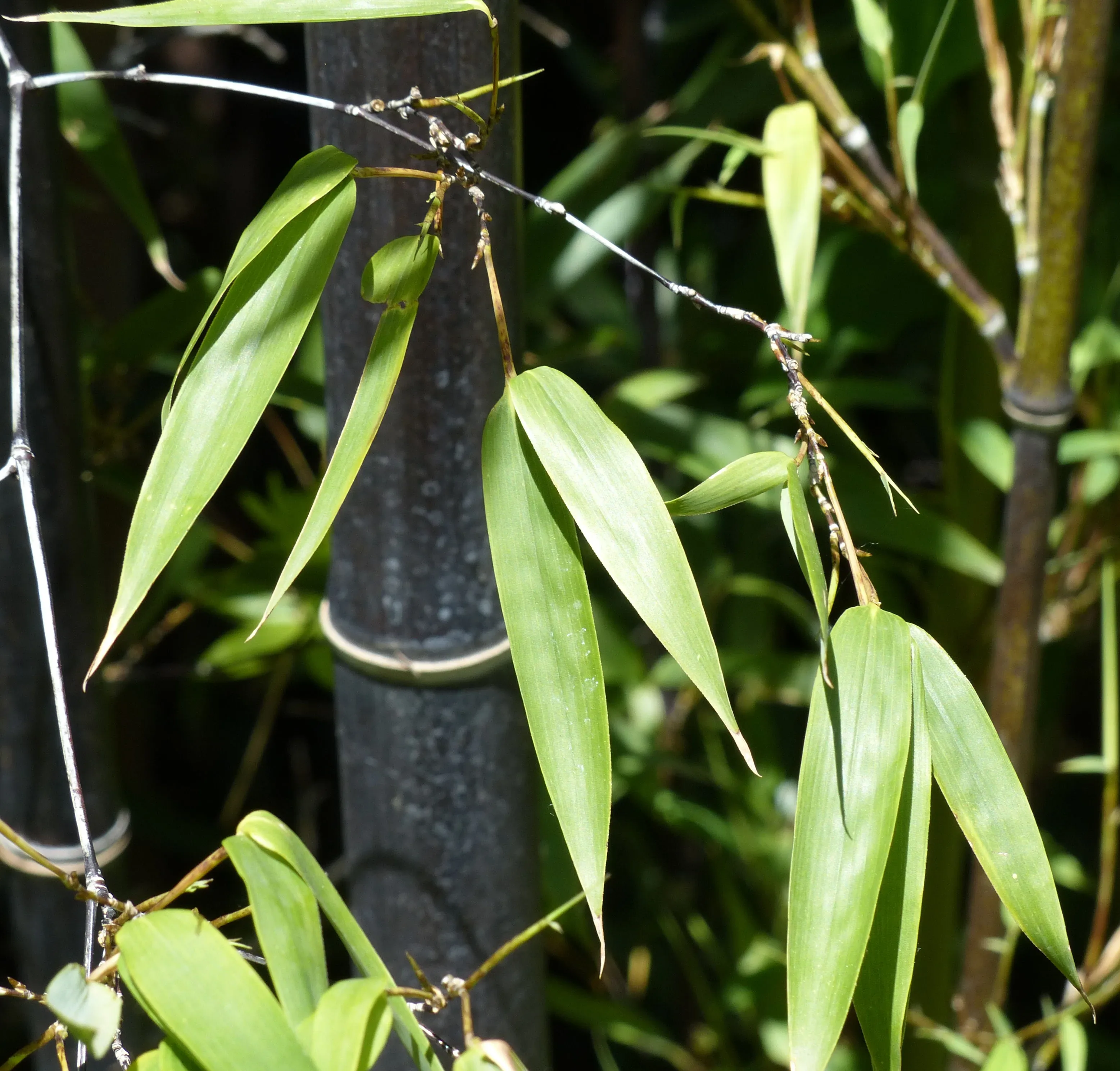 Bamboo Phyllostachys