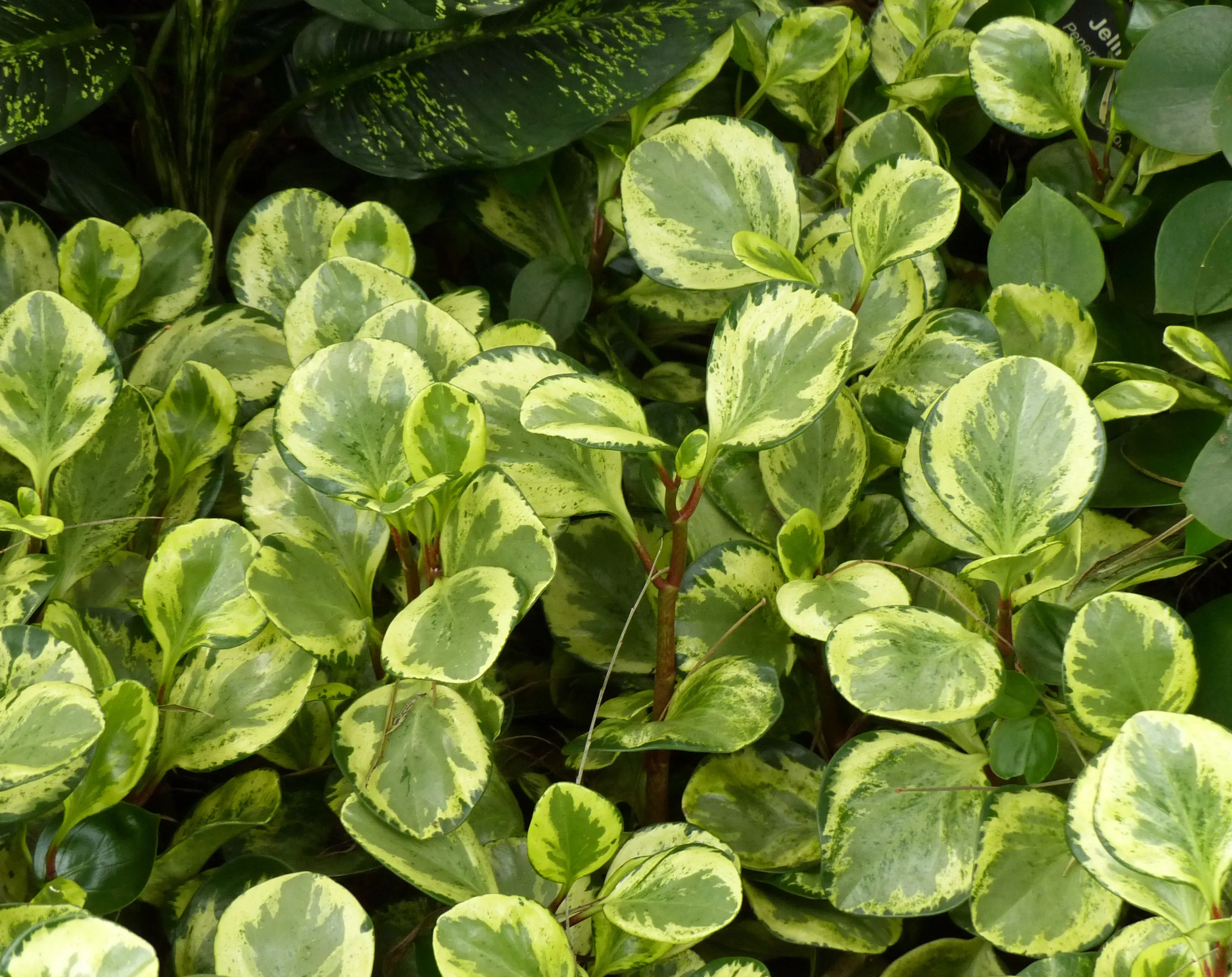Peperomia