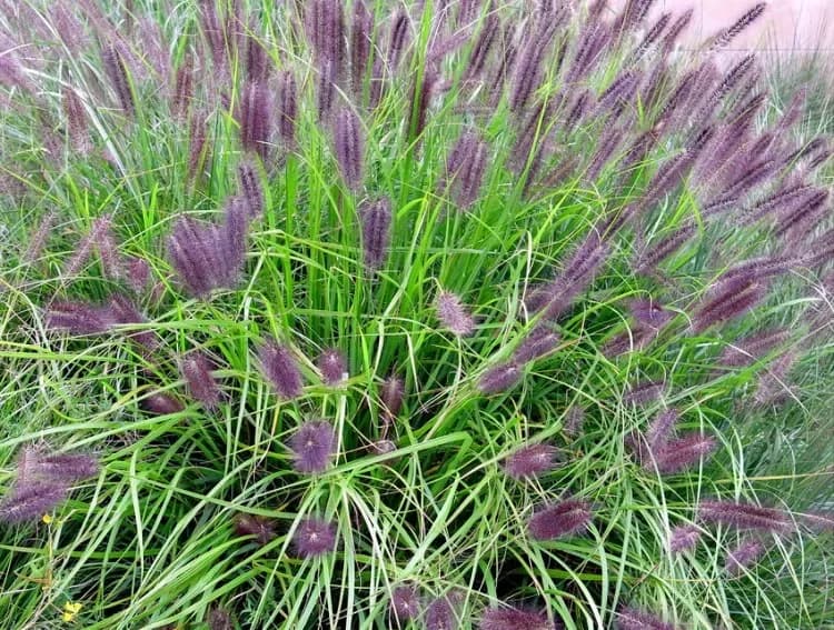 Penniseto