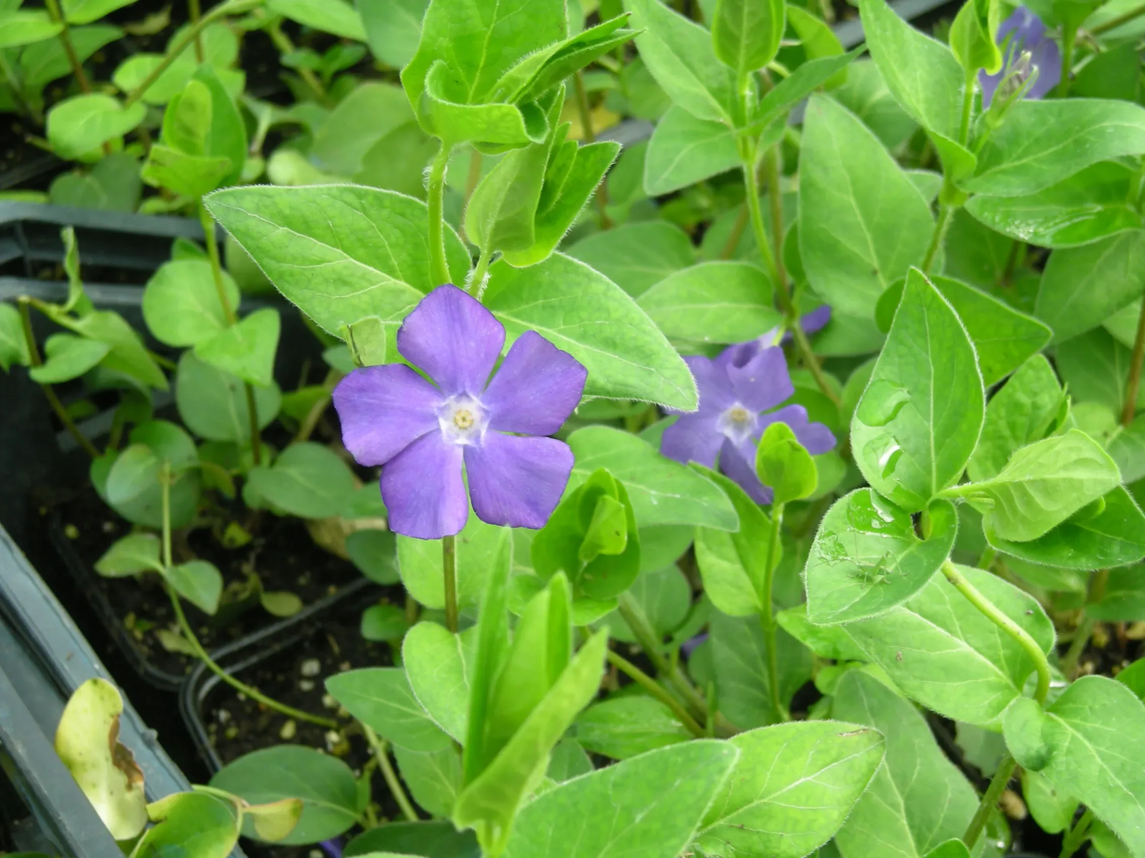 Pervinca maggiore