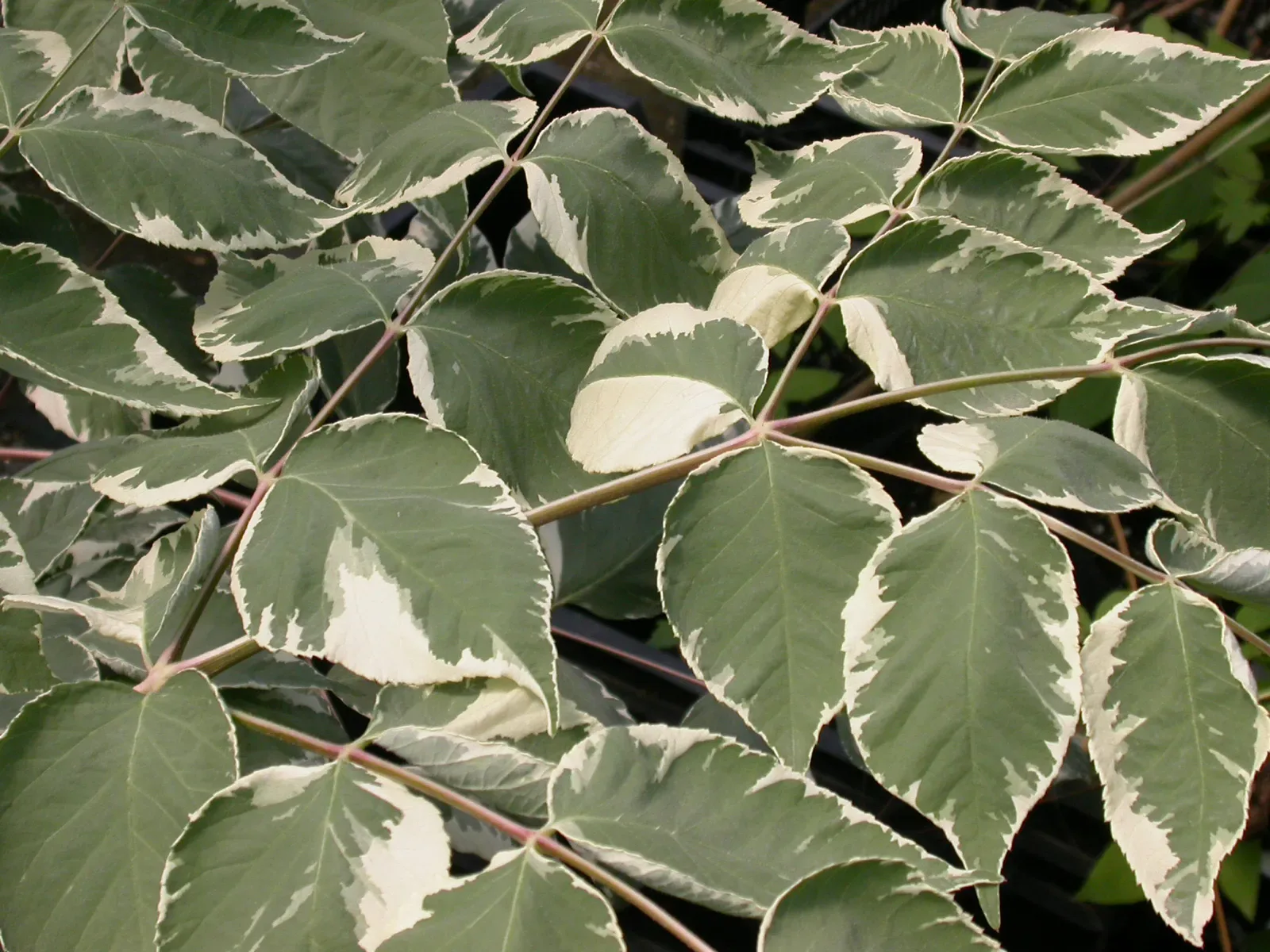 Aralia variegata