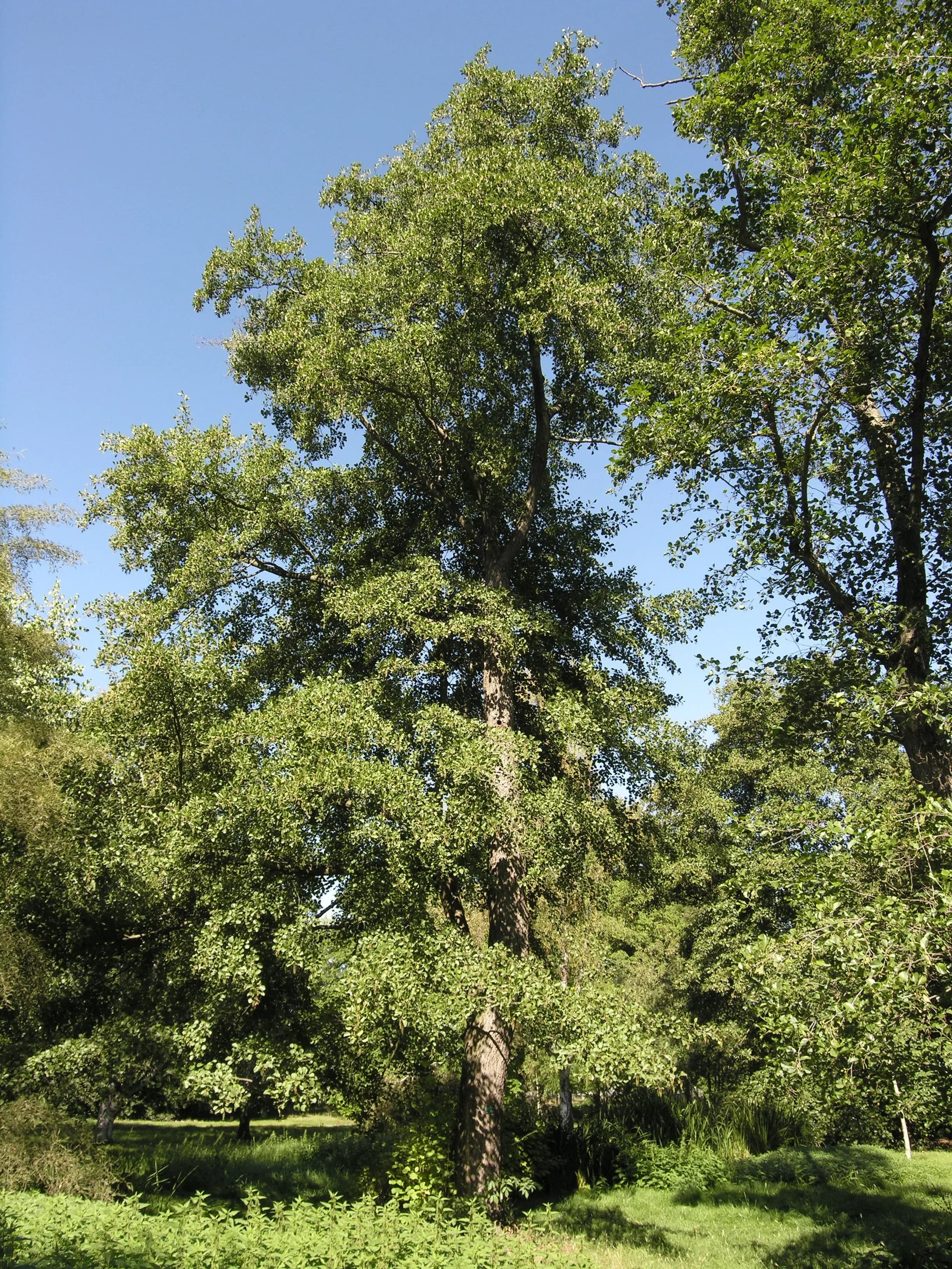 Ontano Nero, Ontano comune