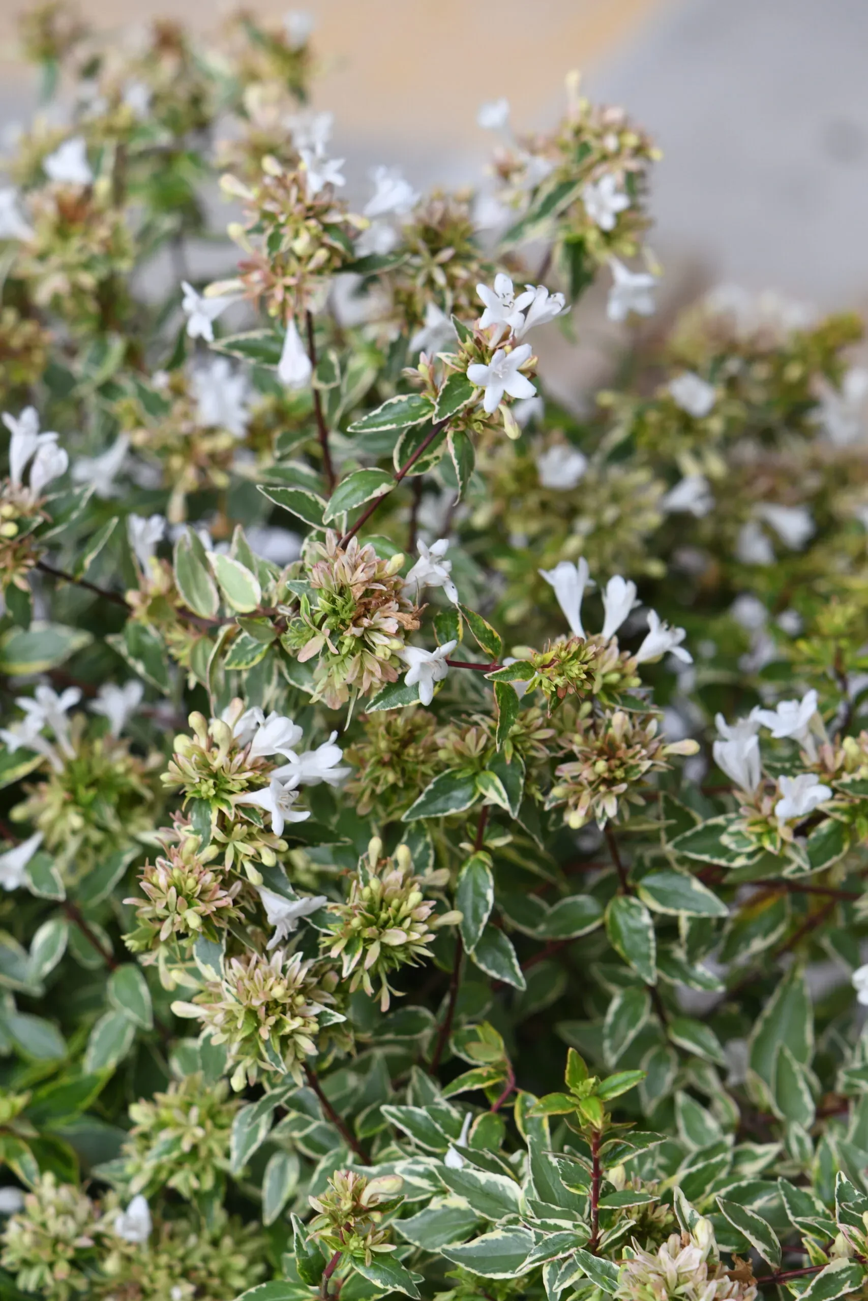 Abelia x grandiflora ‘Happy Daydream’