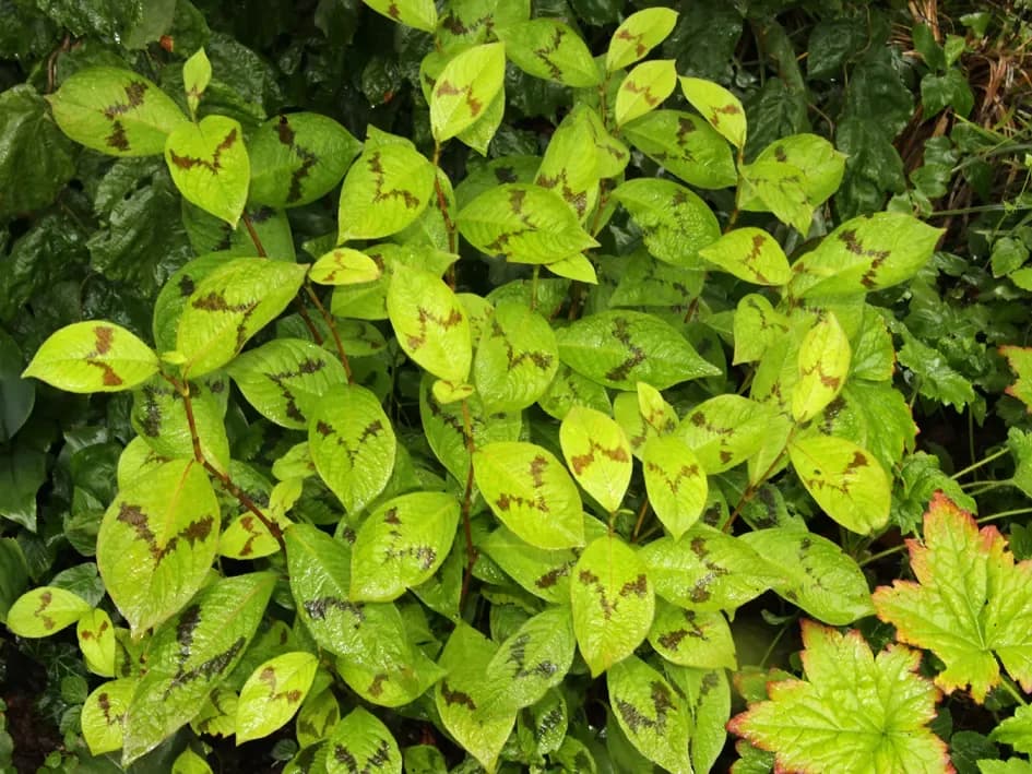 Poligono filiforme
