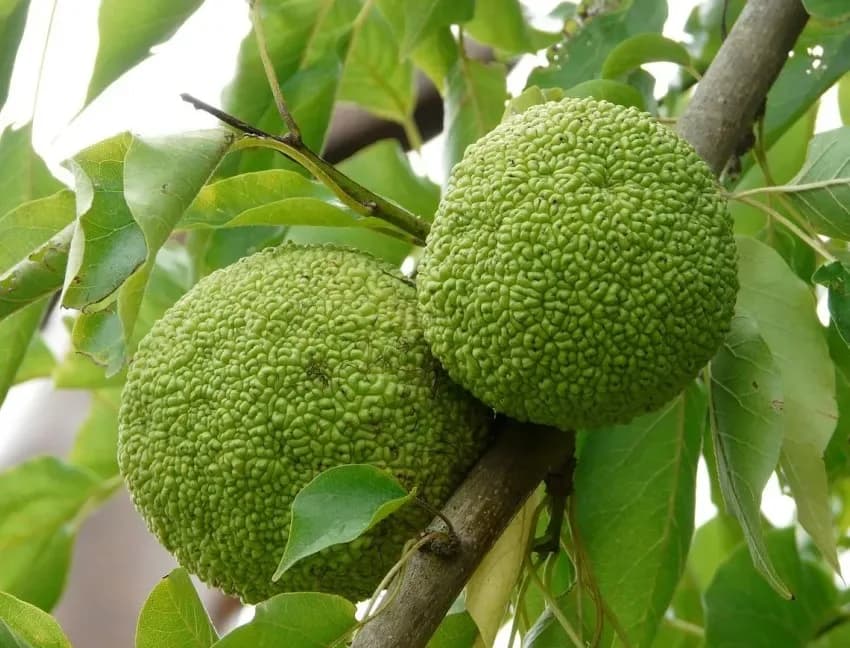 Maclura (Gelso degli Osagi)