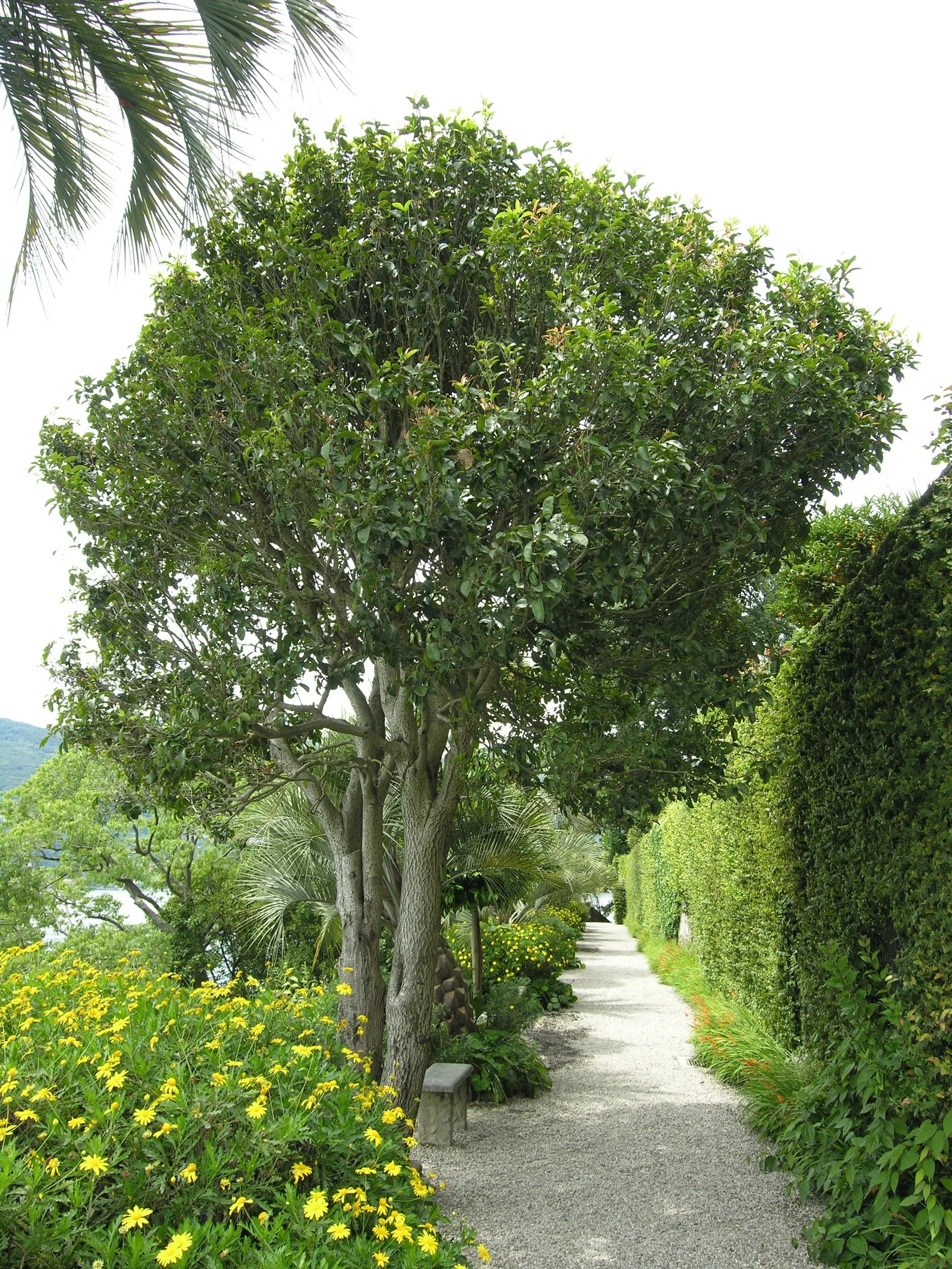 Osmanthus