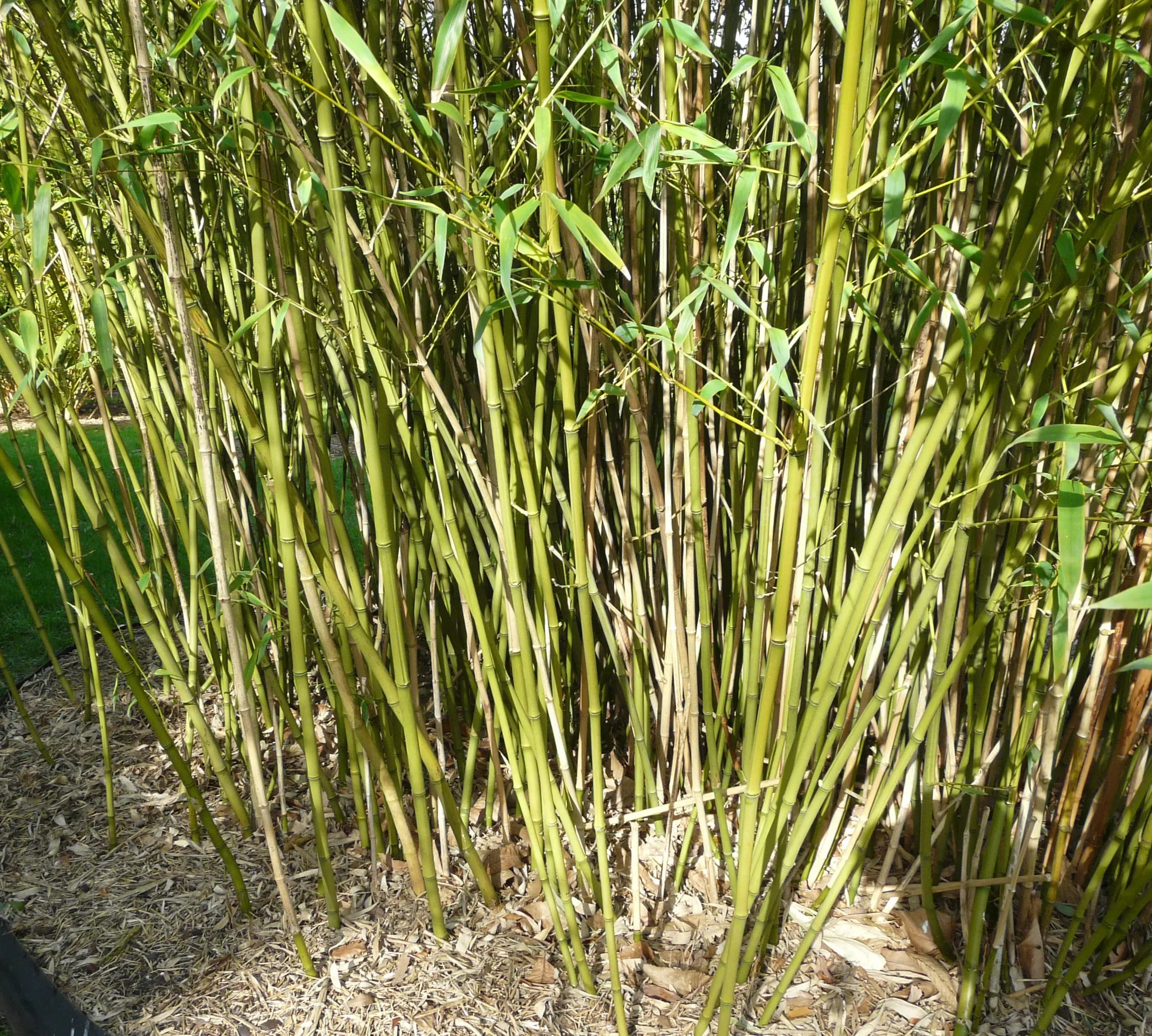 Bamboo Phyllostachys