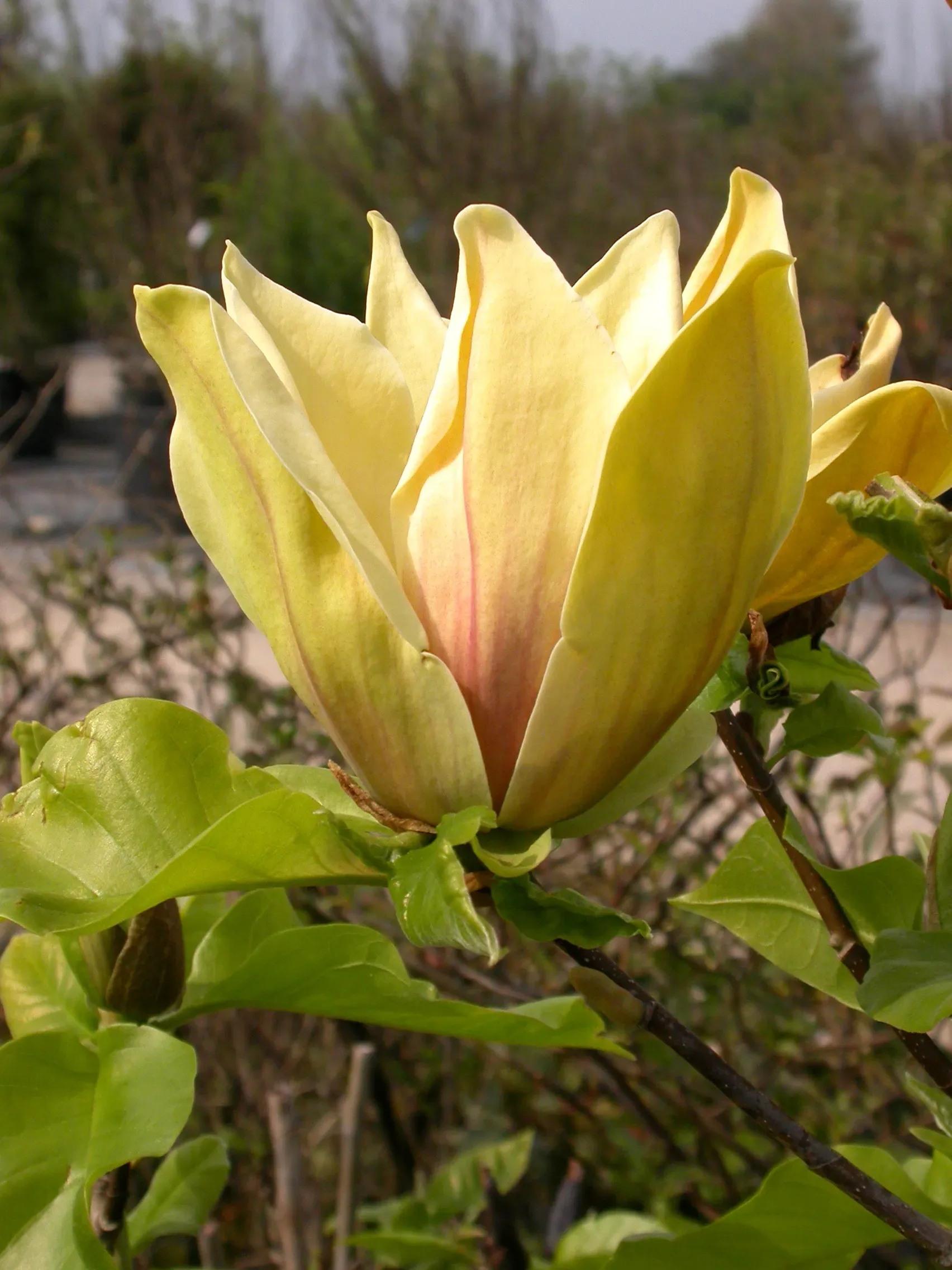 Magnolia
