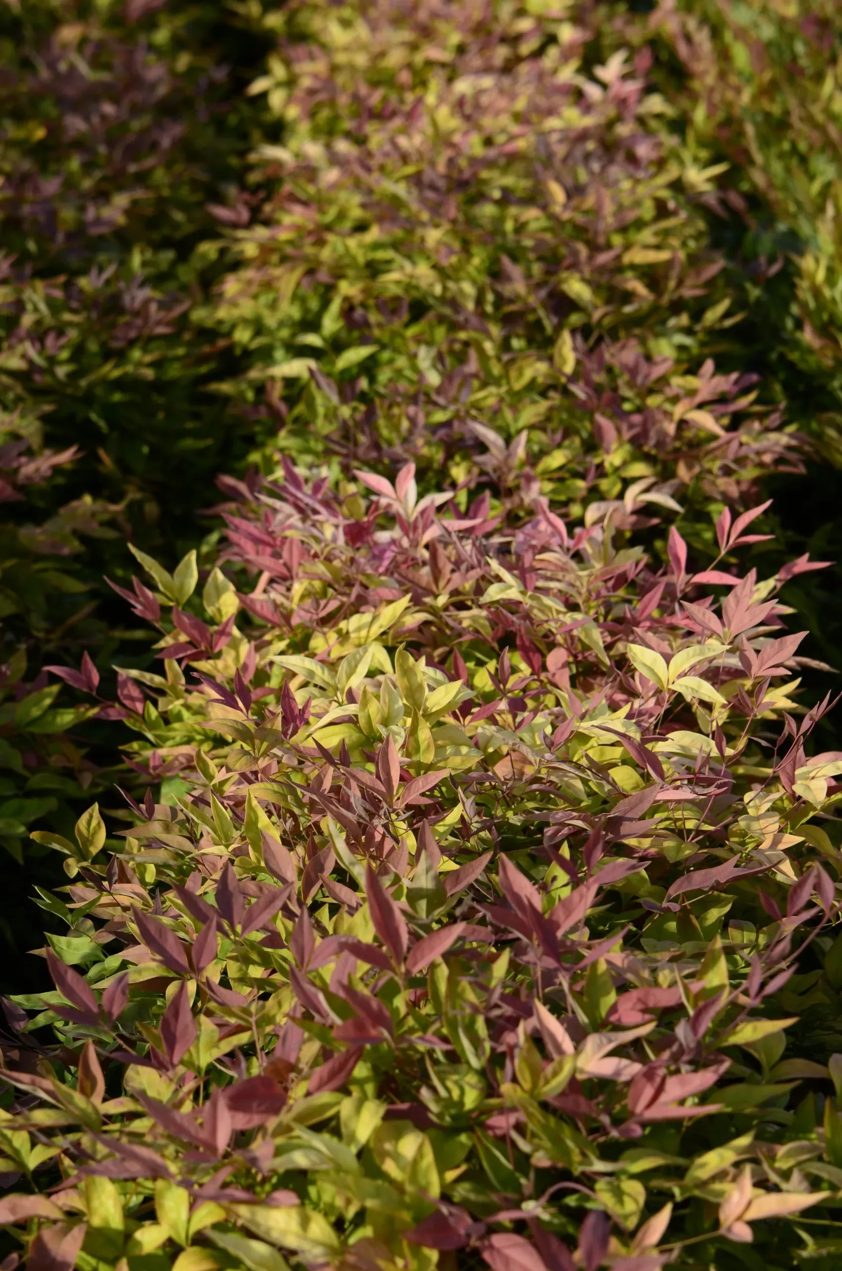 Nandina (bambù sacro)