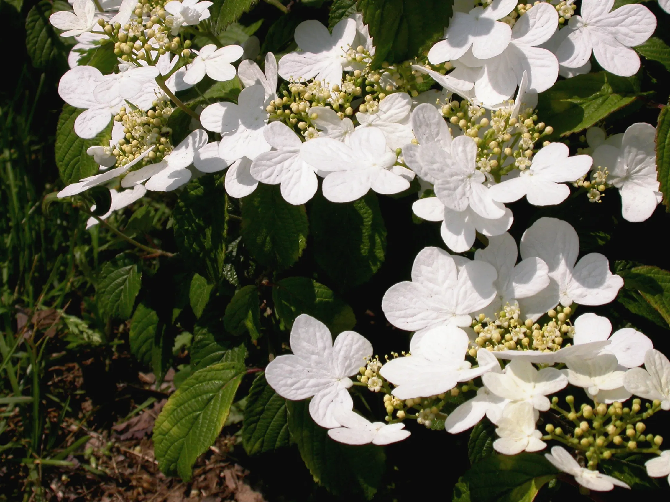 Viburno plicato ‘Summer Snowflake’