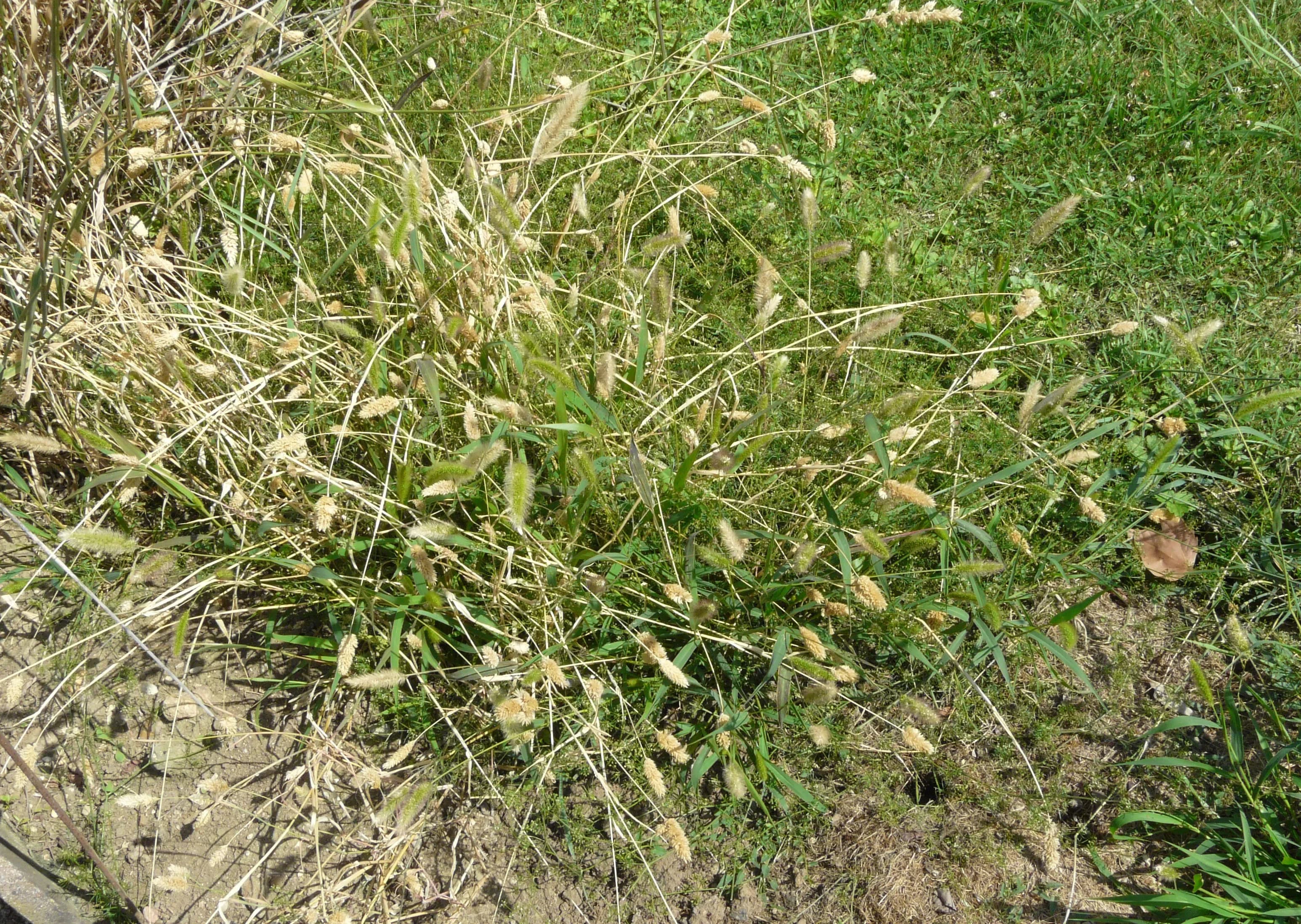 Falaride minore