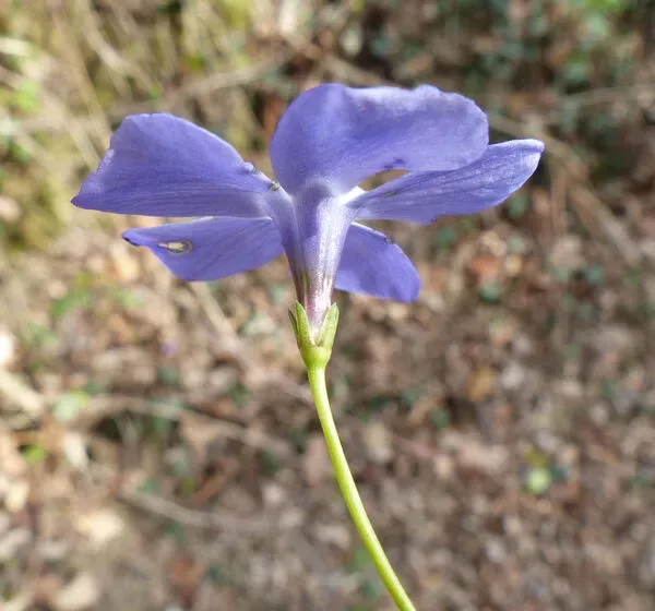 Pervinca variegata d'oro
