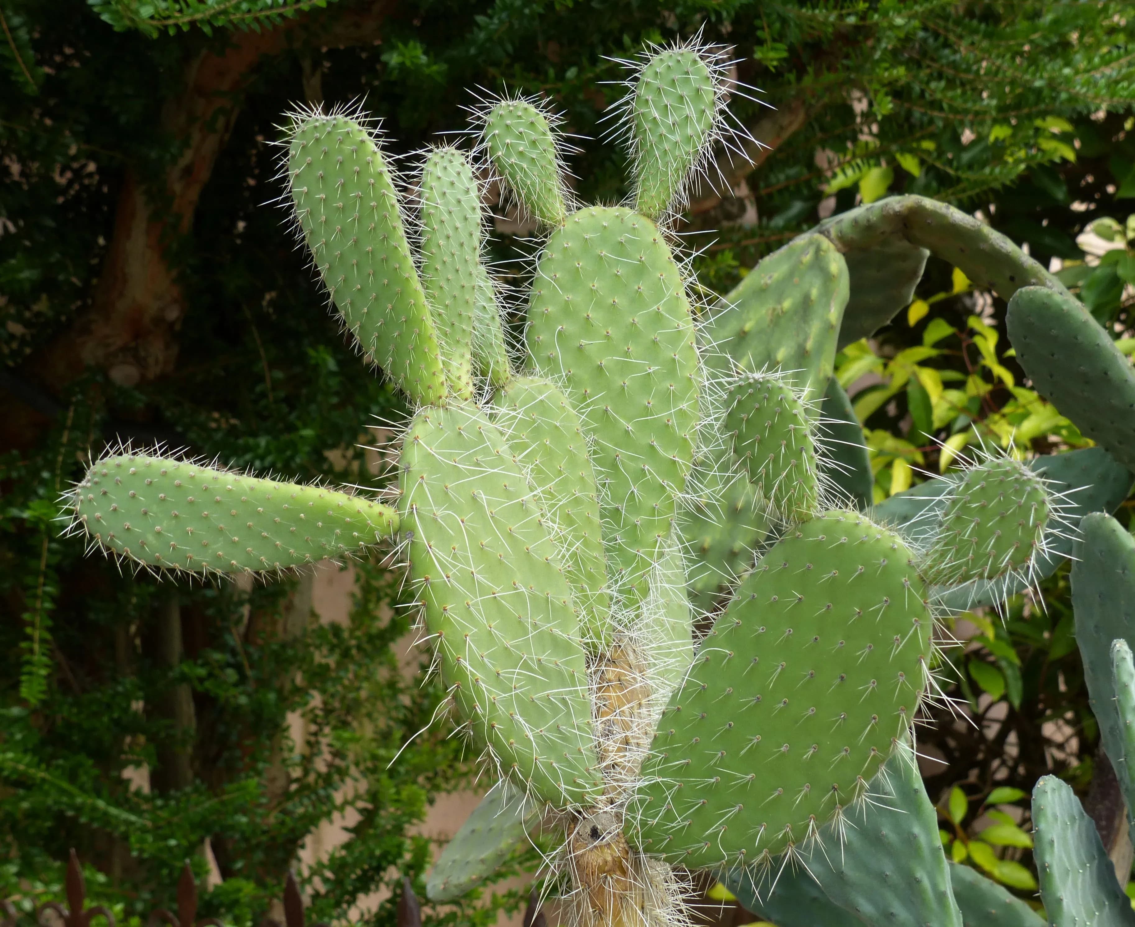 Opunzia crinifera