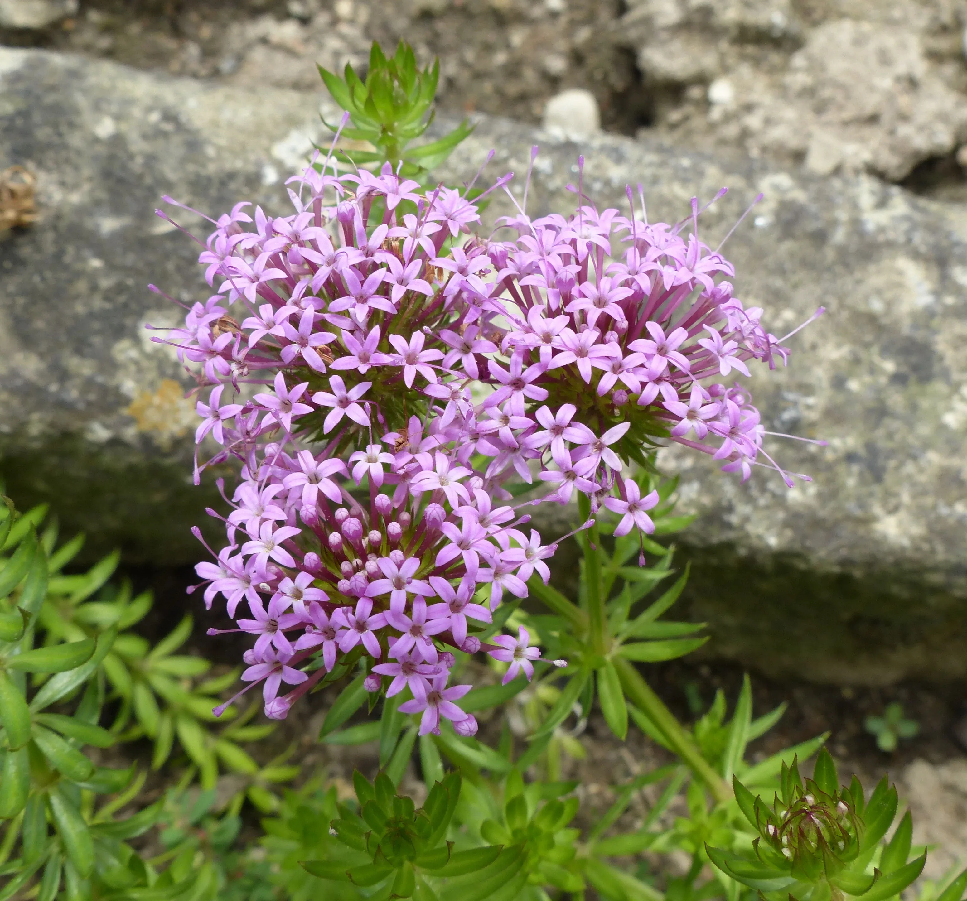 Phuopsis