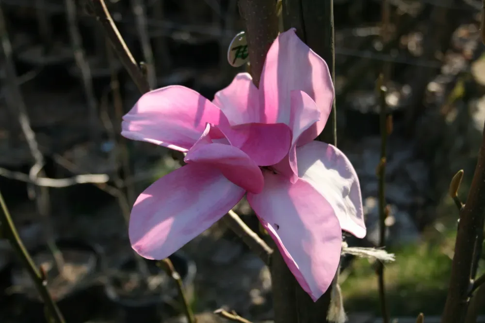 Magnolia