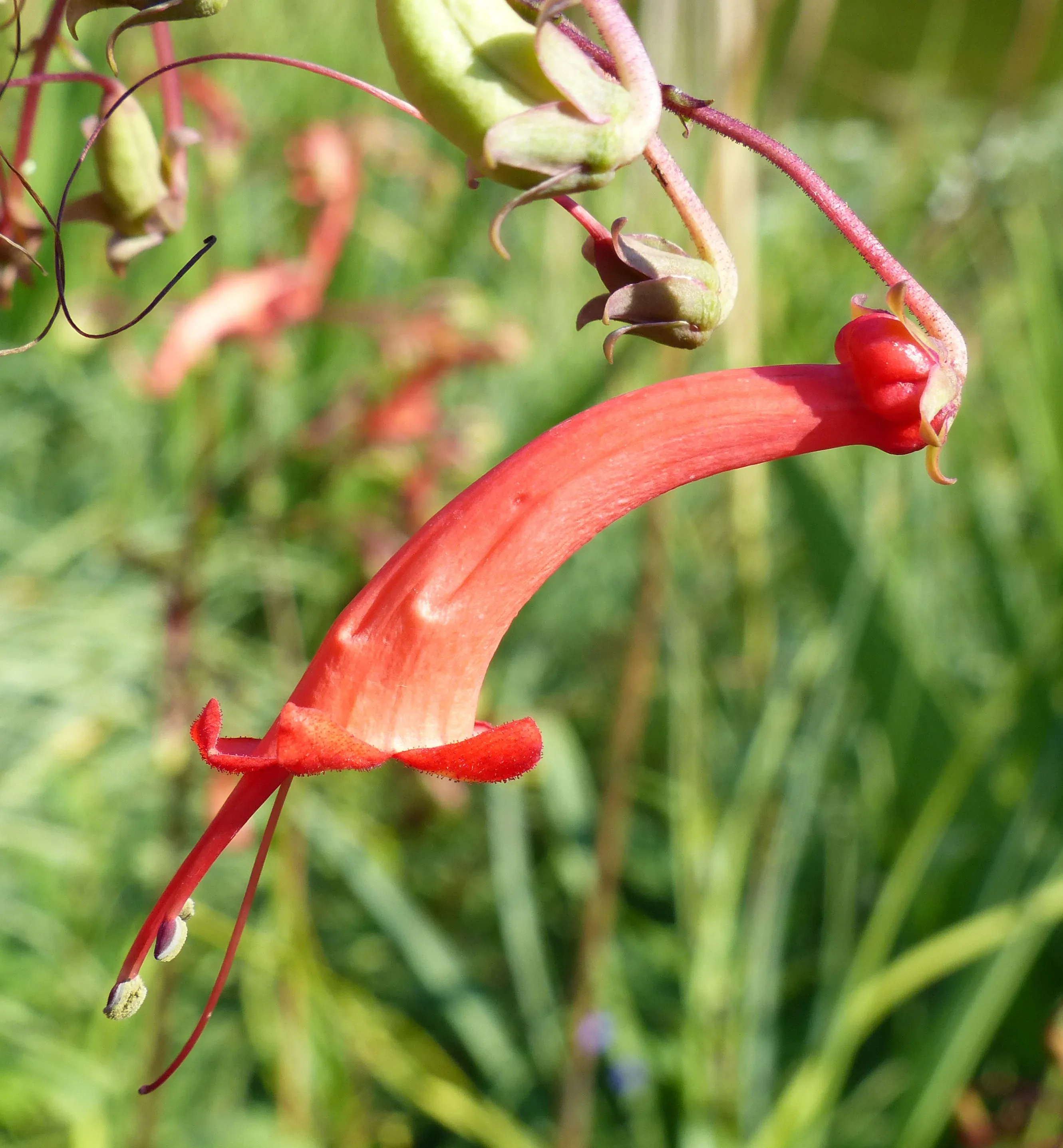 Fucsia del Capo