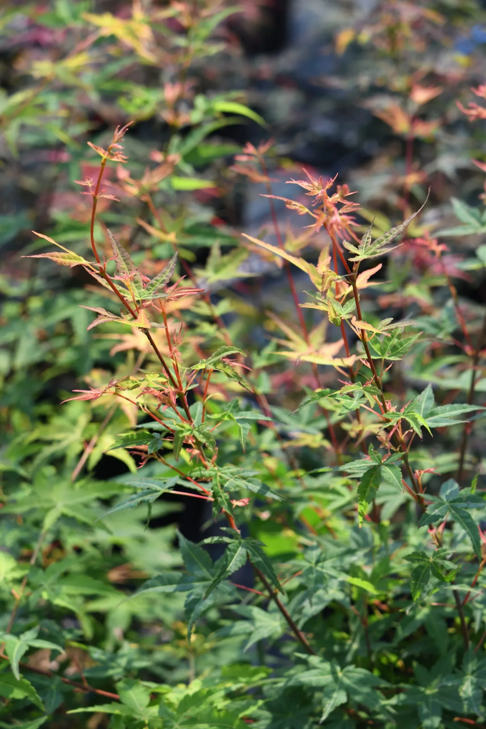 Acero Palmato 'Seigen'