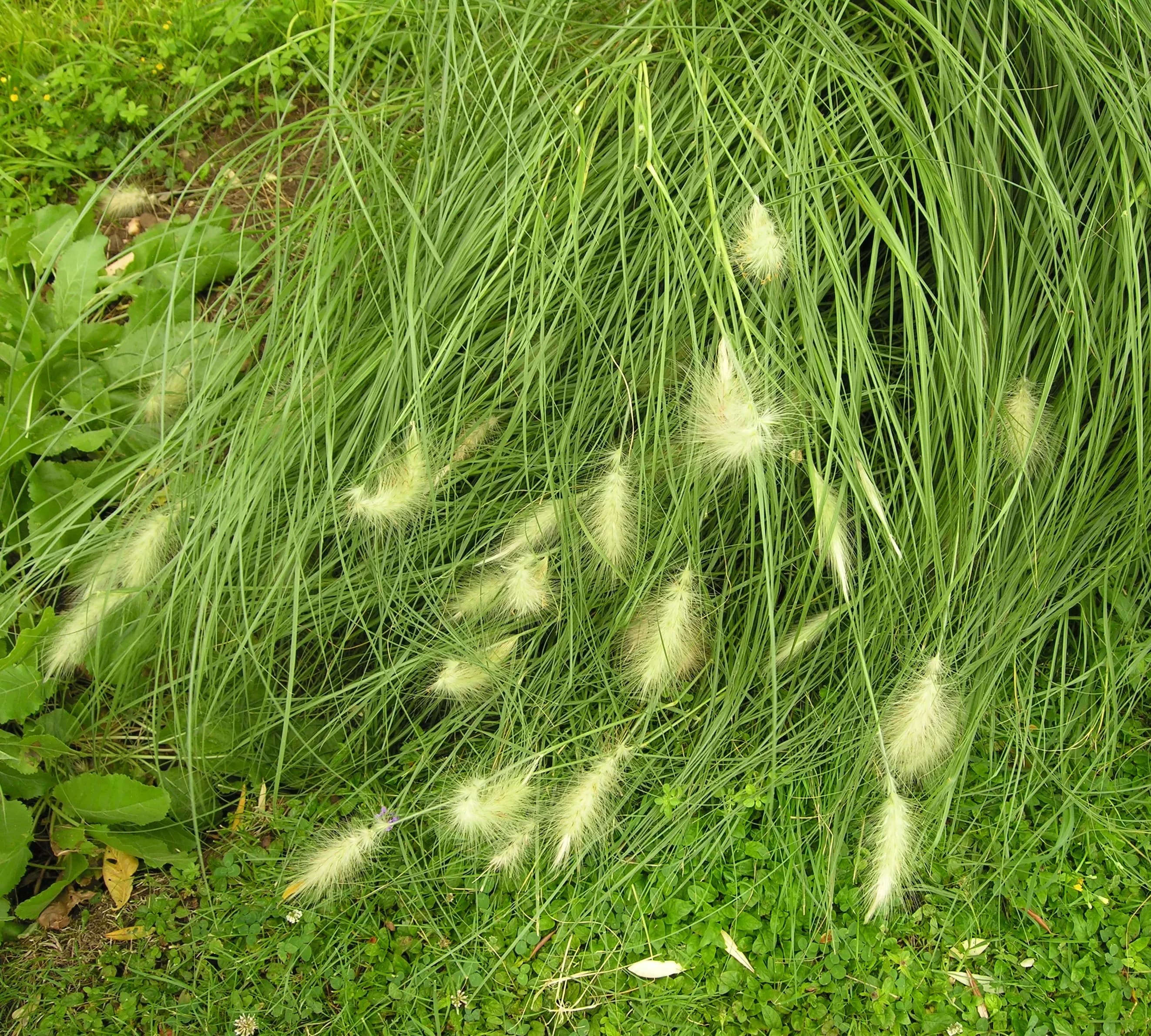 Penniseto