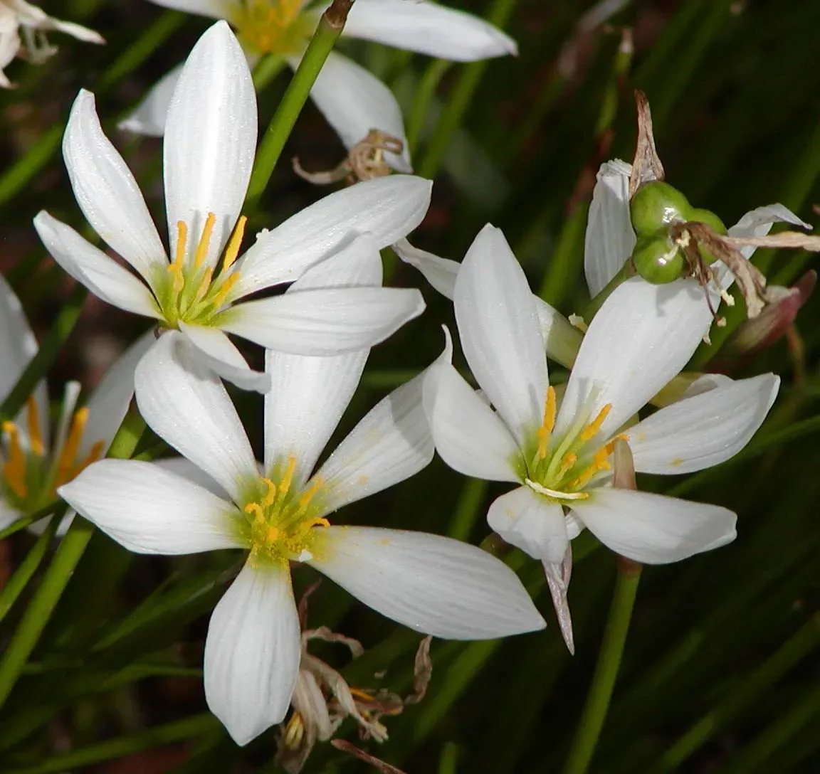 Zephyranthes bianco