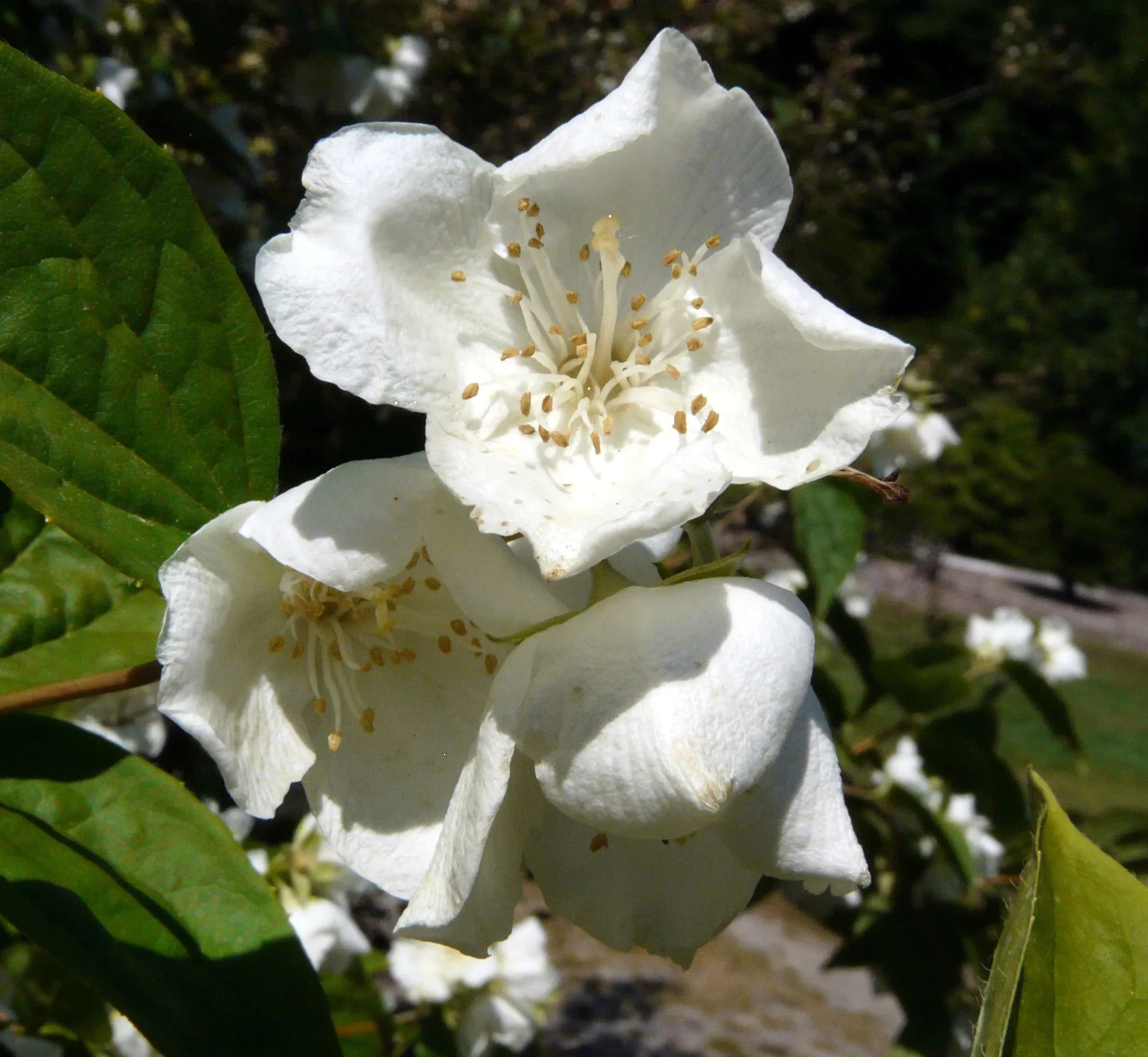 Fior d’angelo (Gelsomino falso)