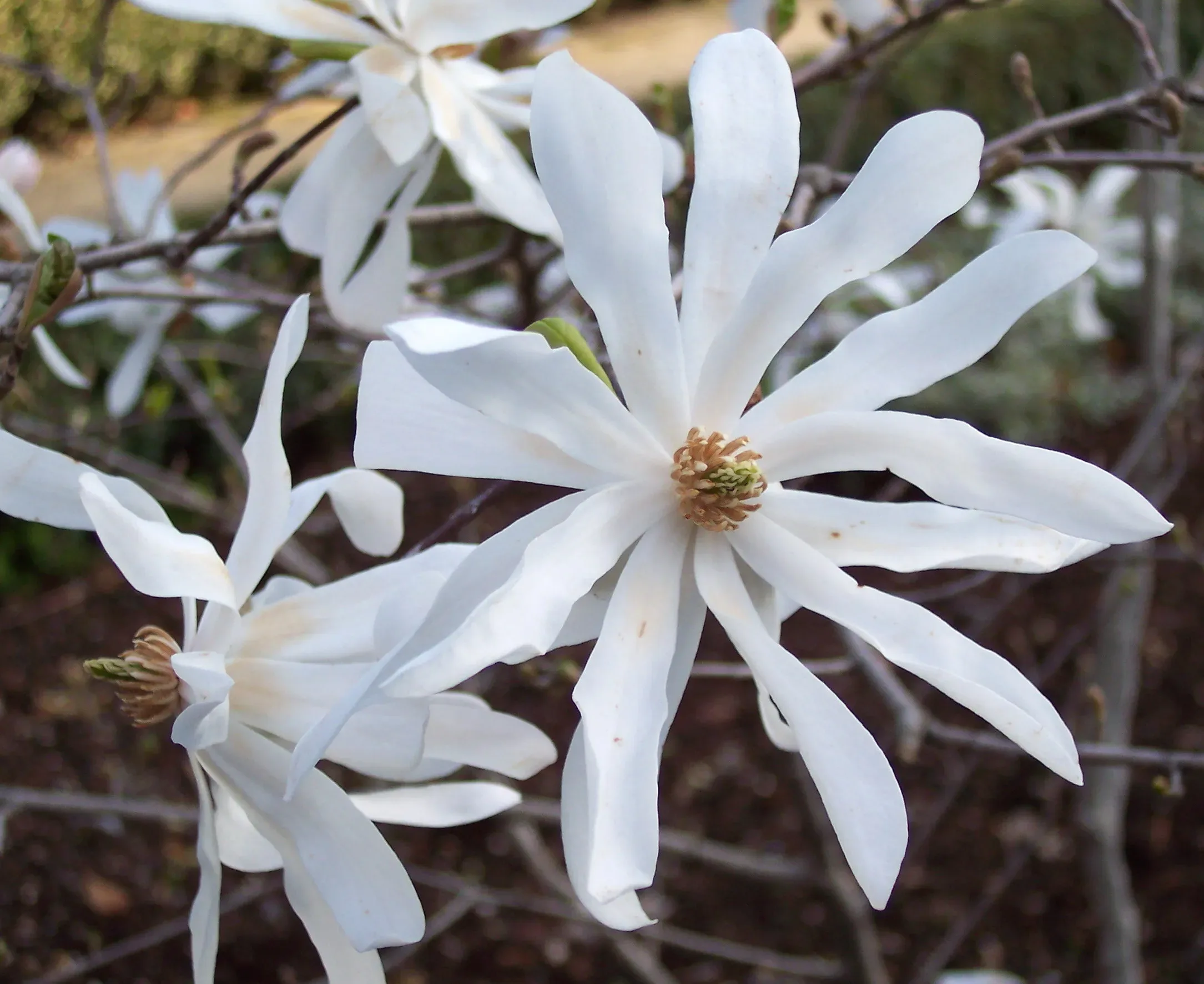 Magnolia