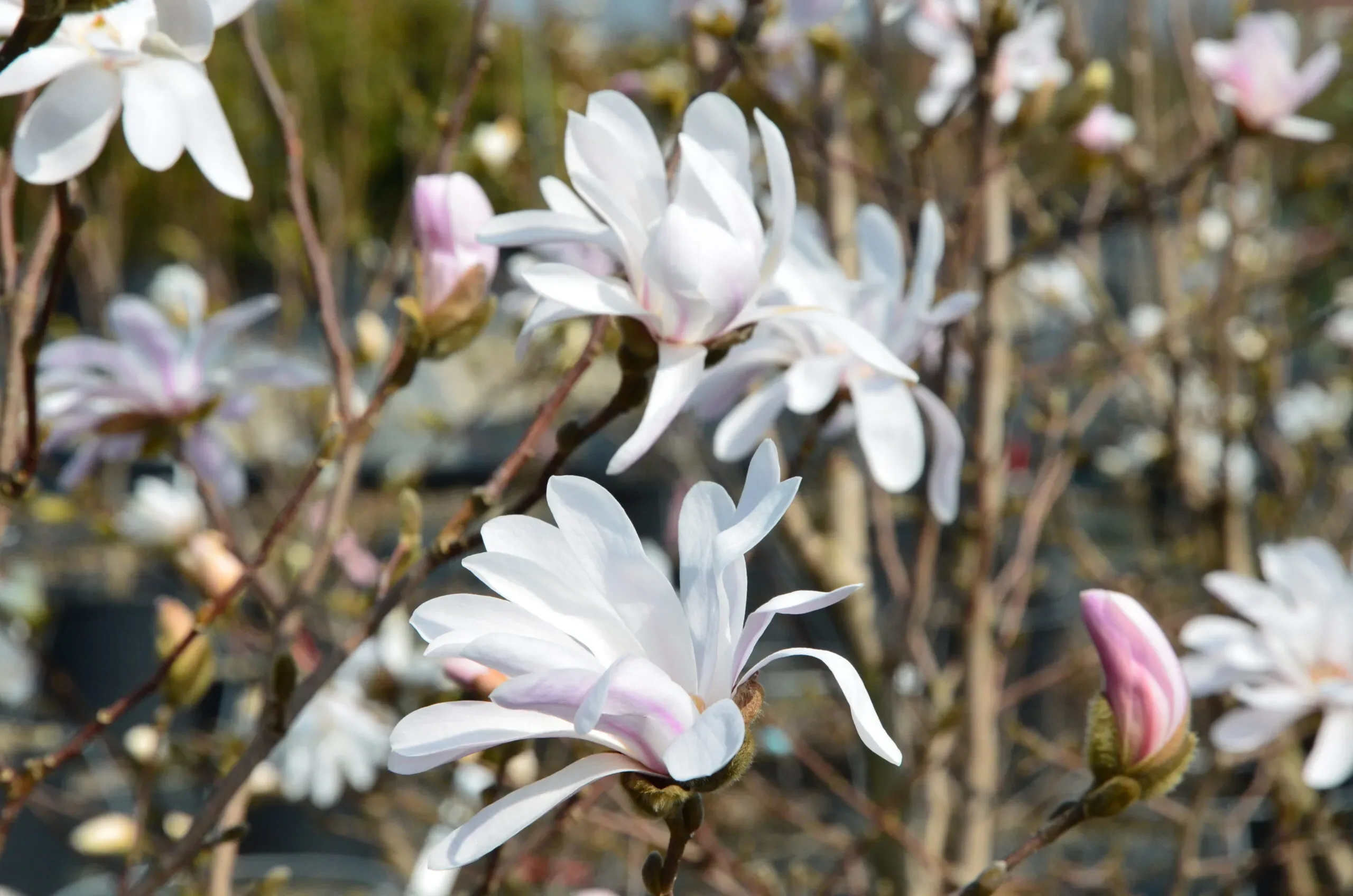 Magnolia