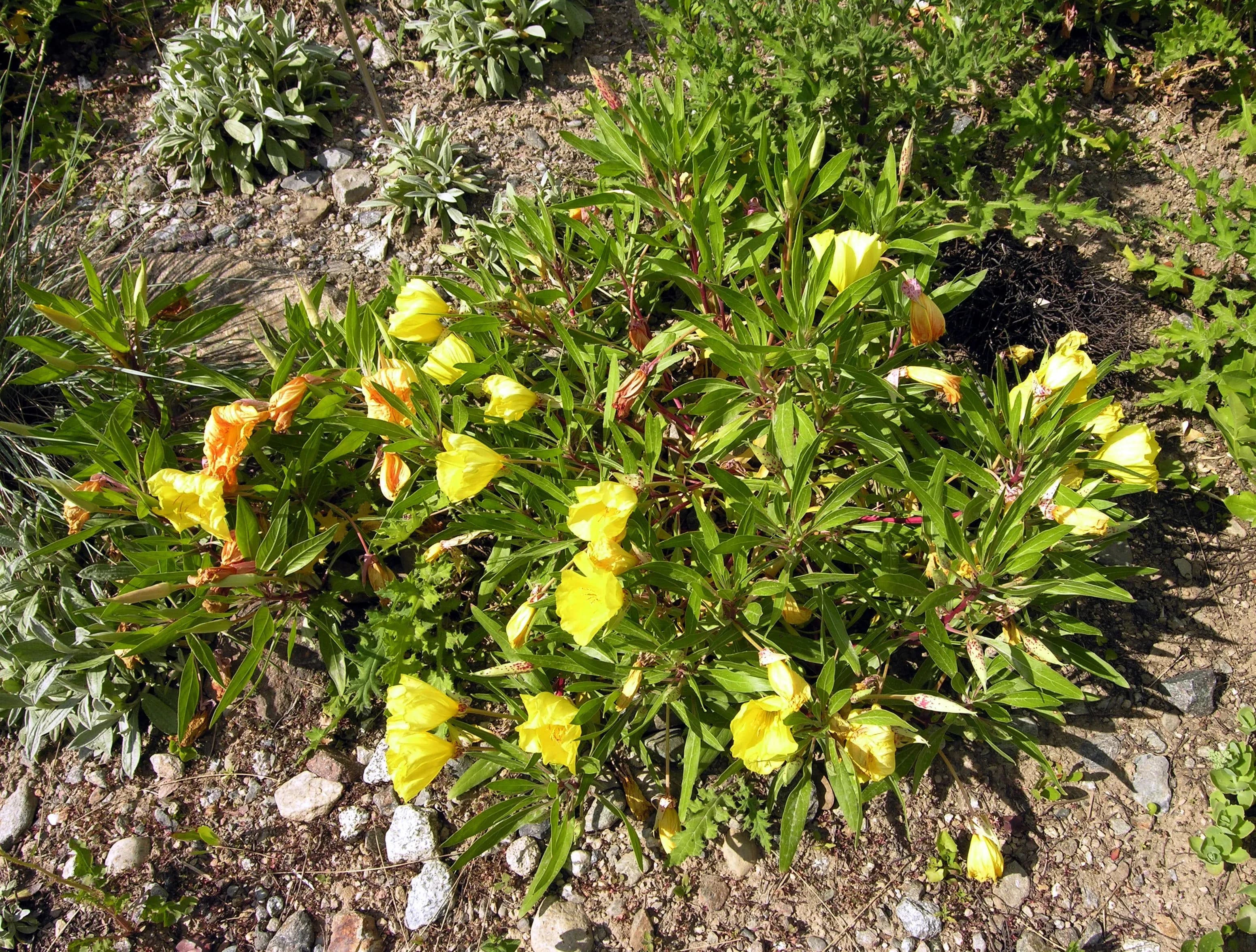 Enotera