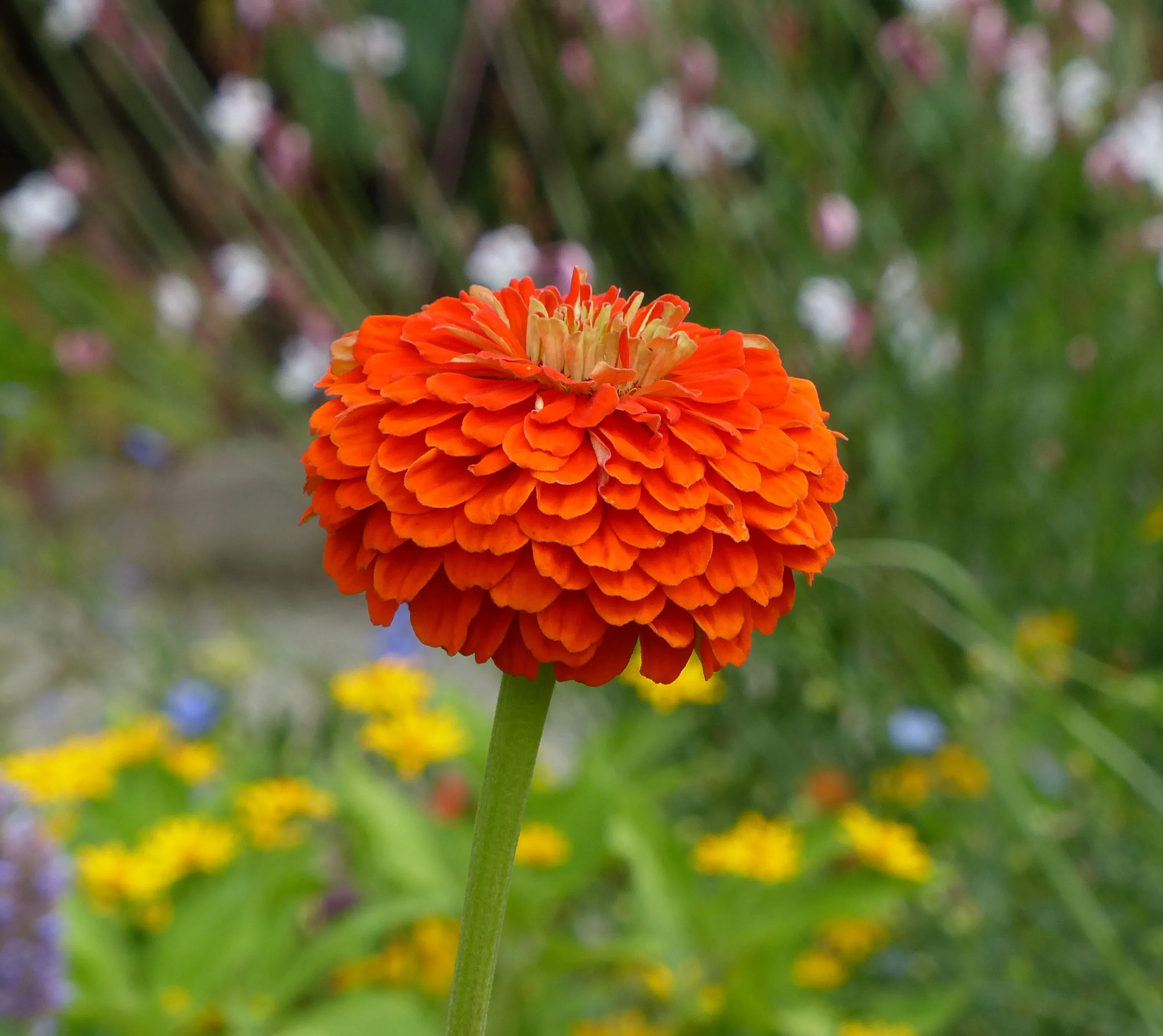 Zinnia violacea cultivar 'Queeny Orange'
