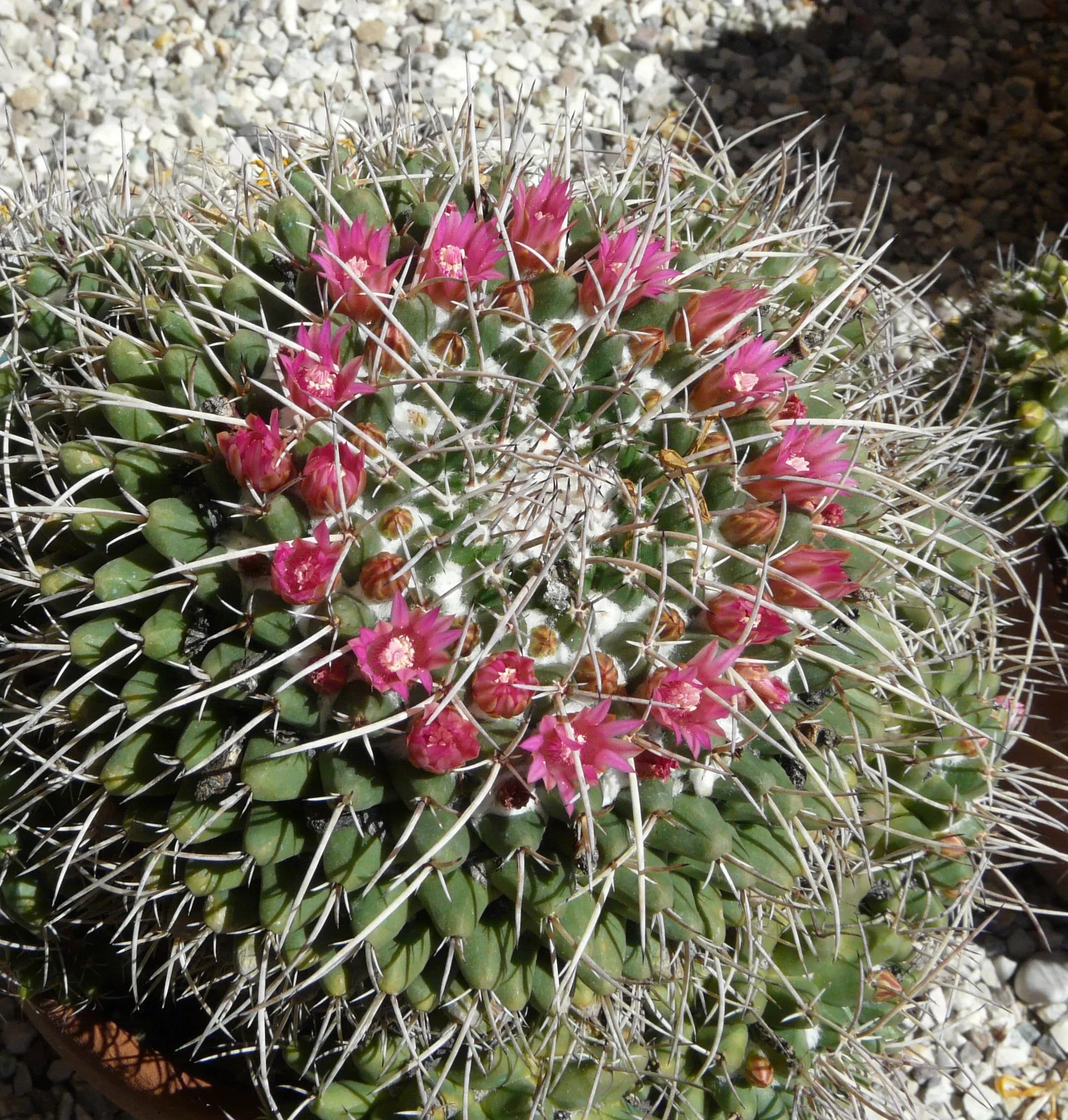 Mammillaria