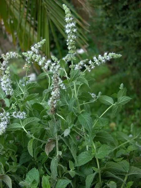 Menta crispata