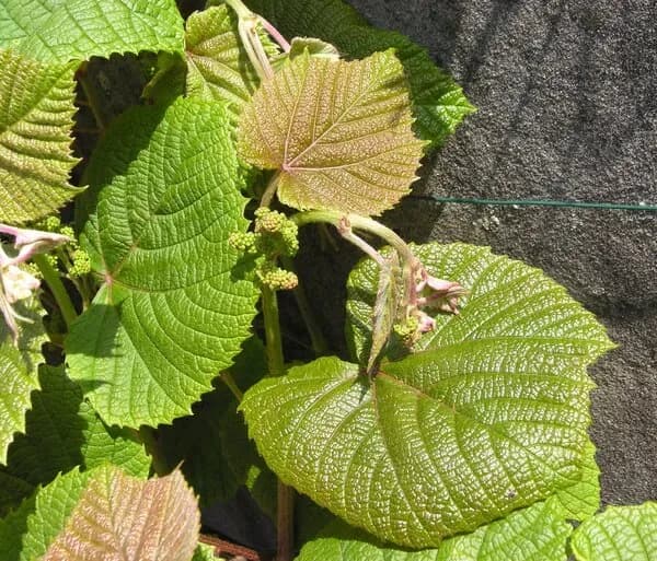 Vite del Giappone o Parthenocissus del Giappone