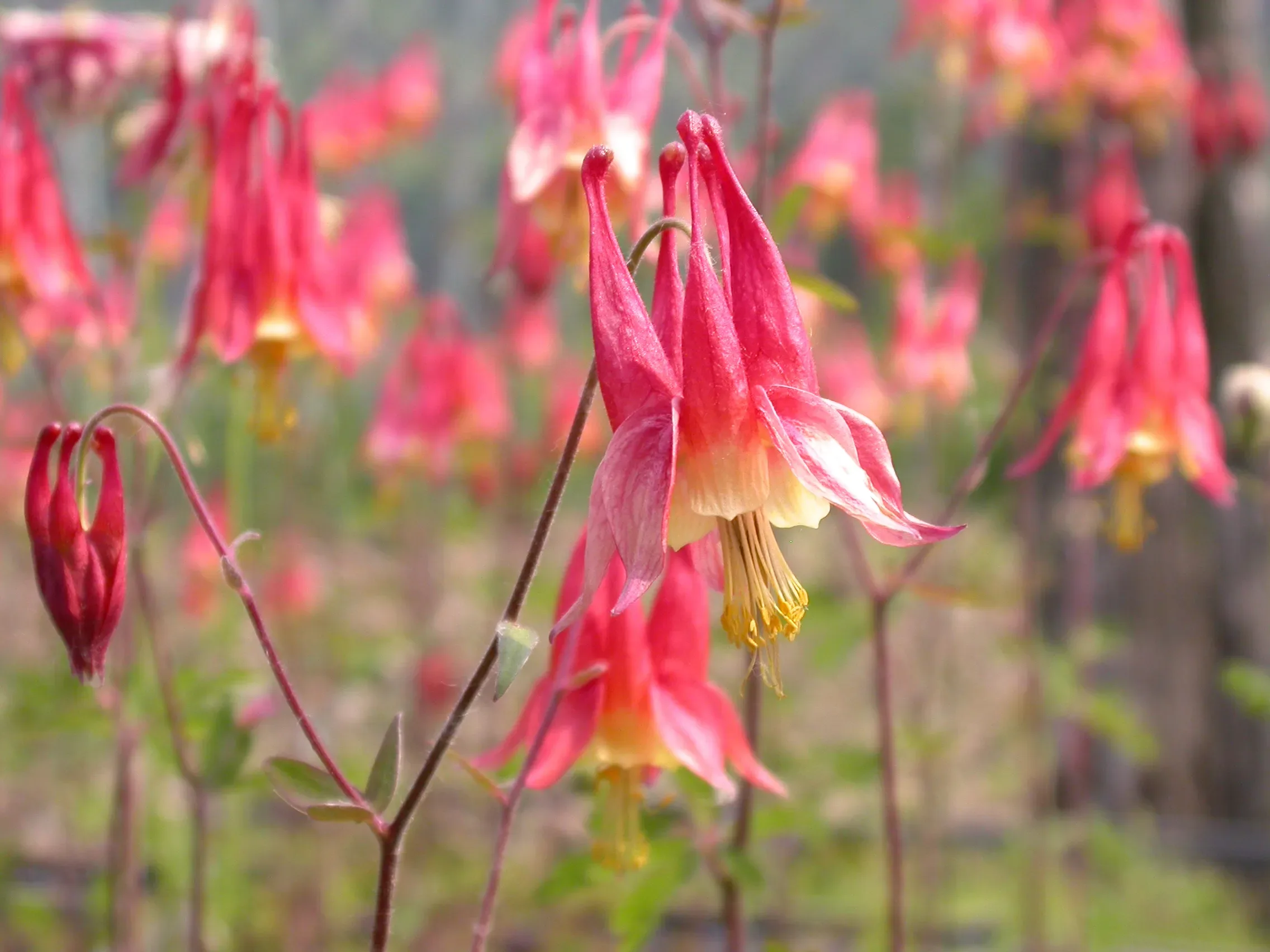 Aquilegia canadese
