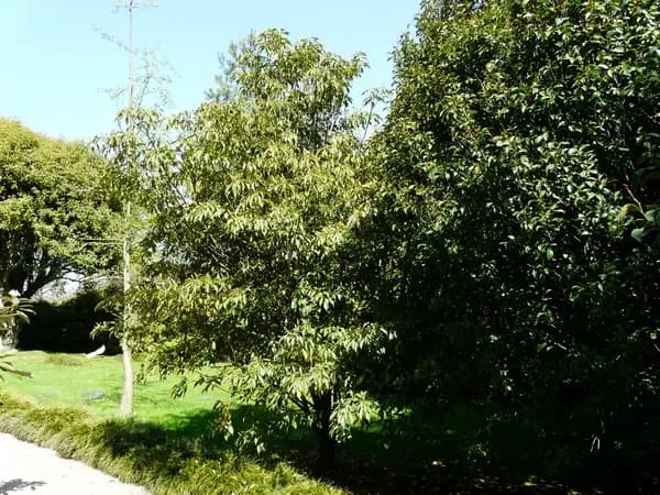 Trochodendro