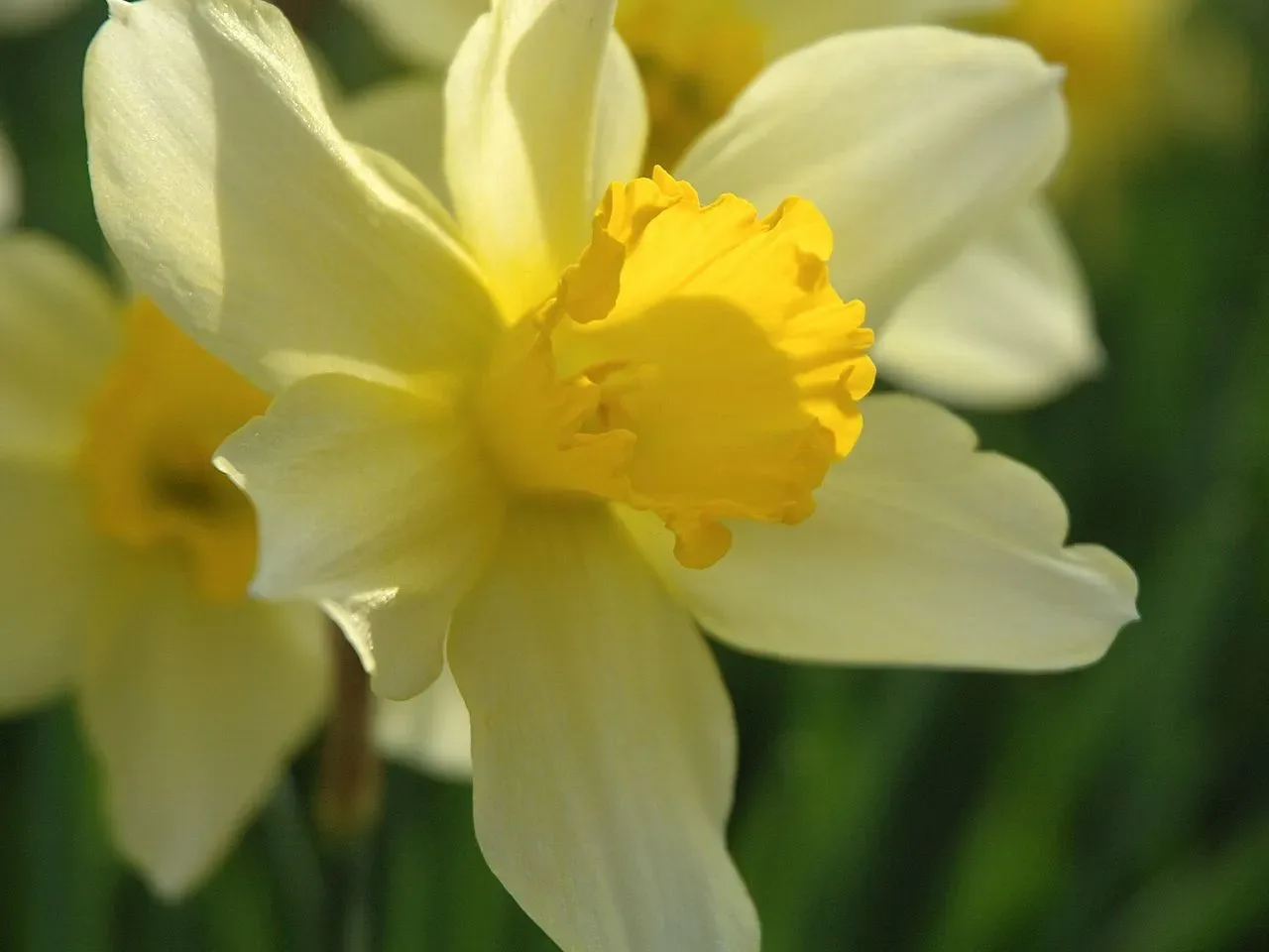 Narciso