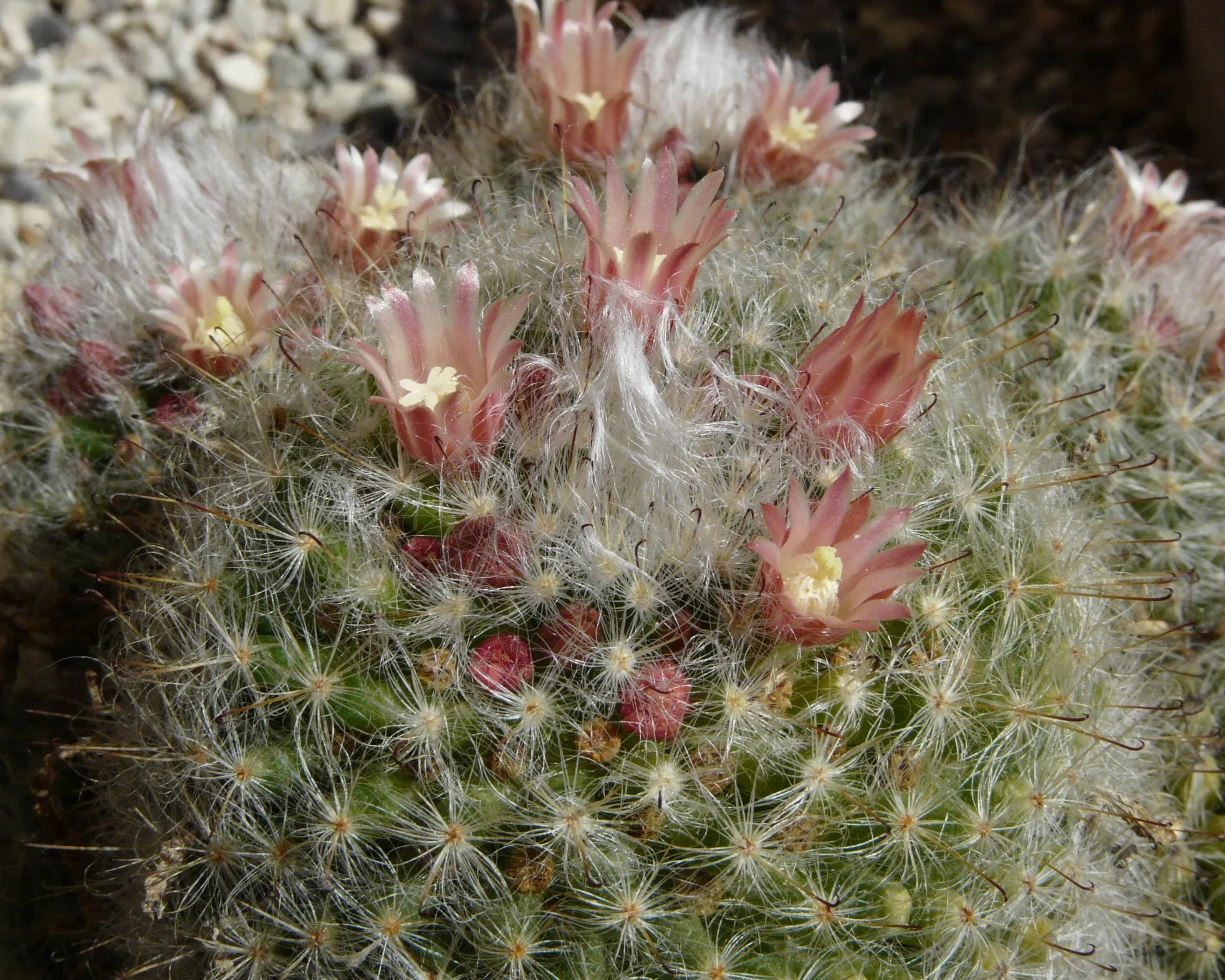Mammillaria