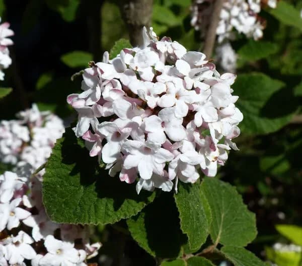 Viburno carlesii 'Aurora'