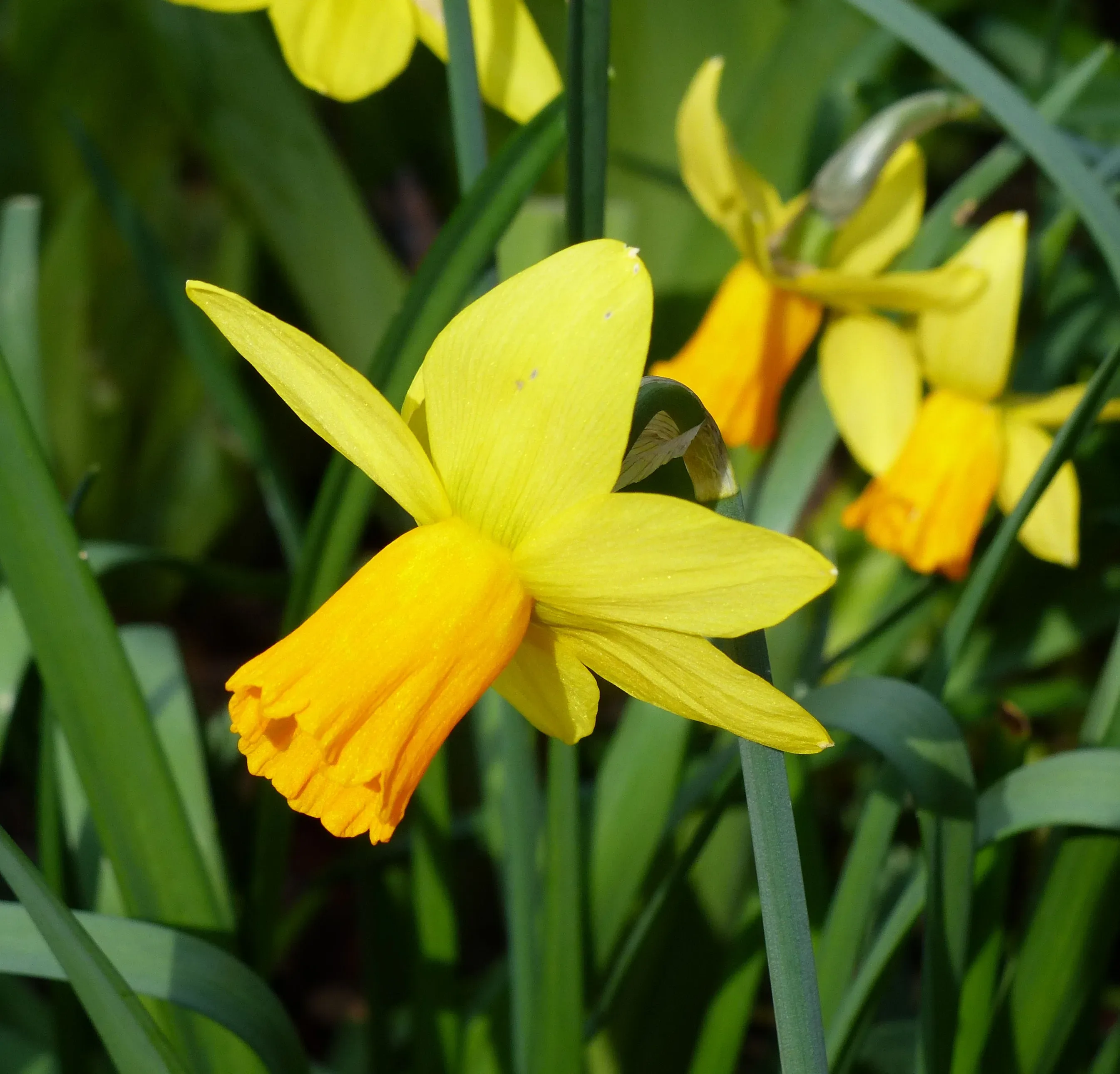 Narciso