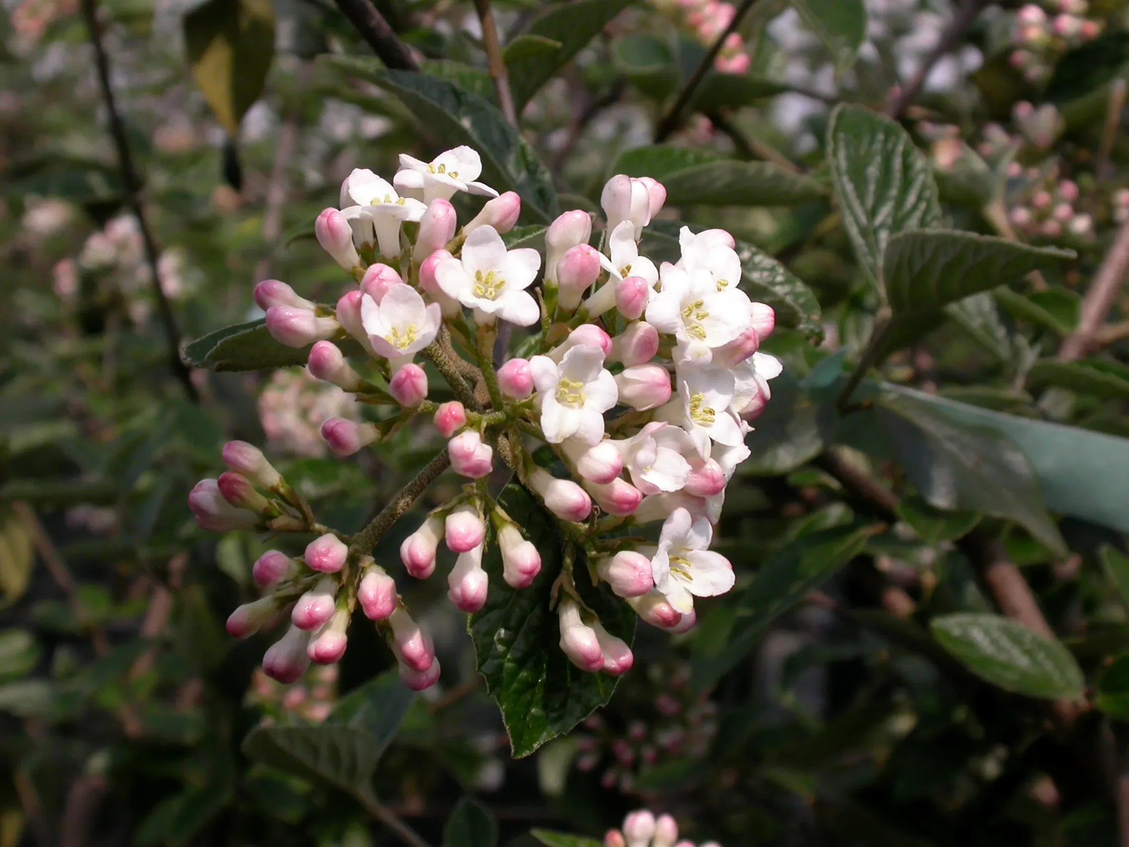 Viburno di Burkwood ‘Compact Beauty’