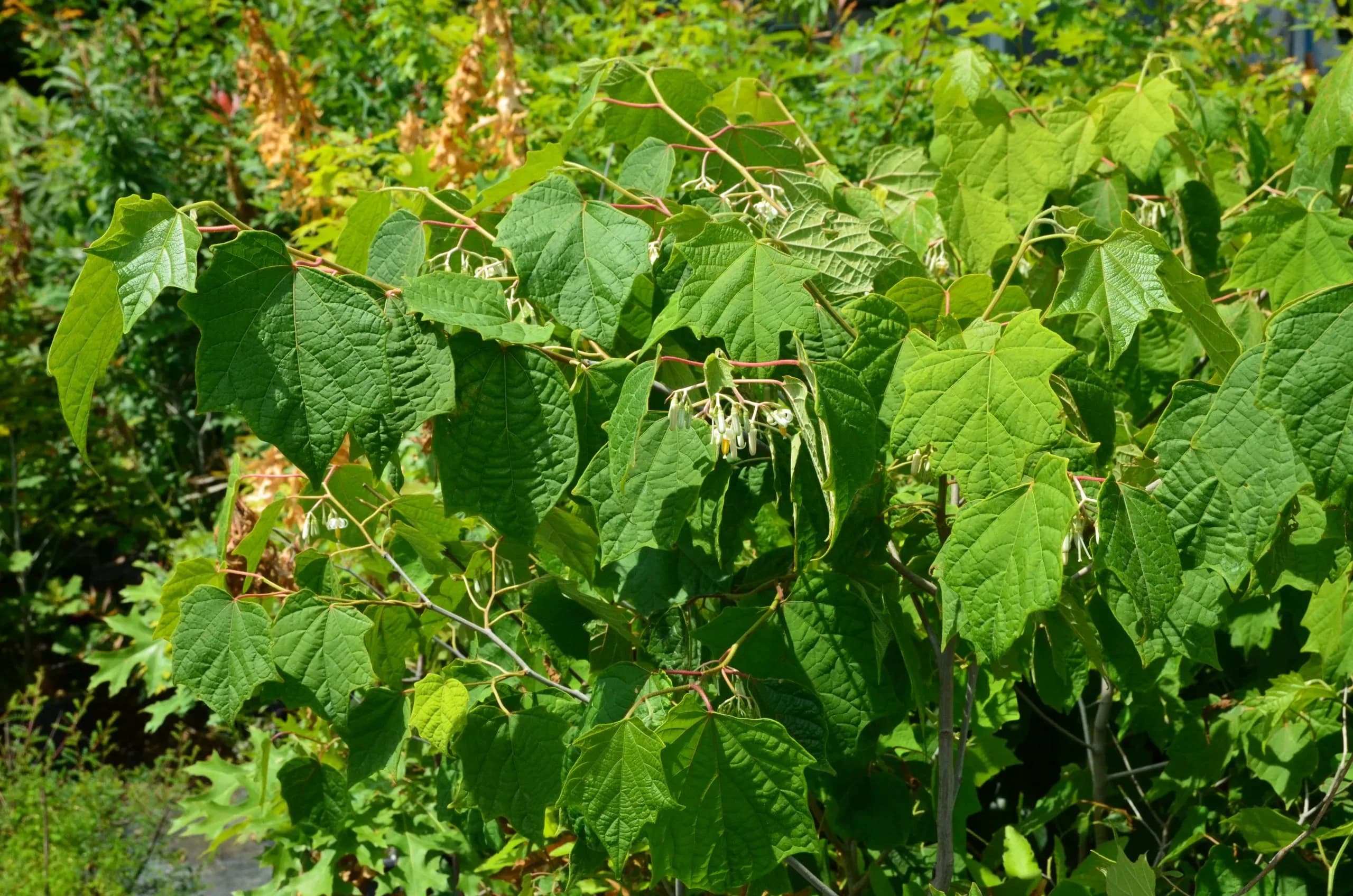 Alangium Chinensis